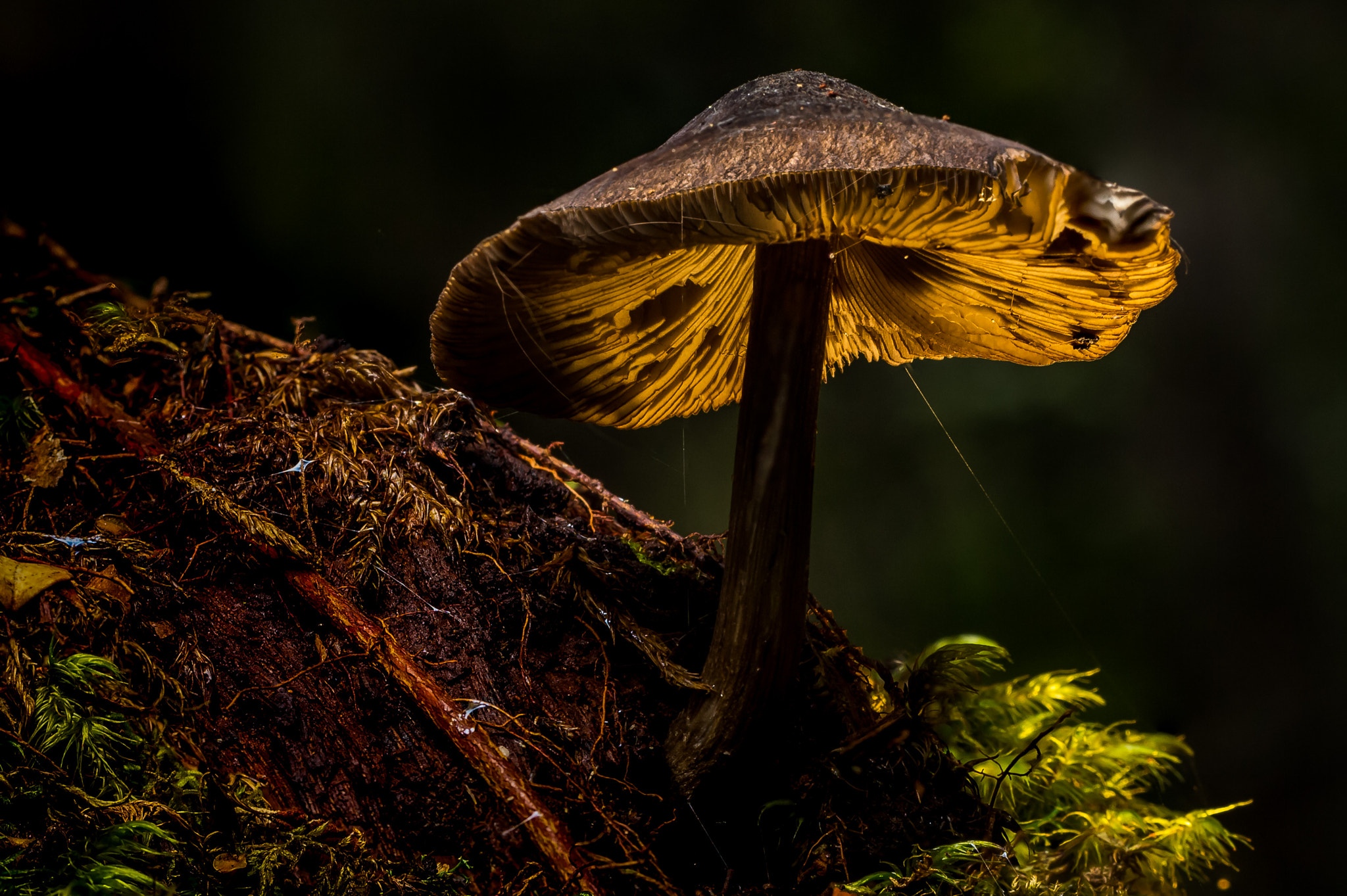 Canon EOS 60D sample photo. Tasmainian mushroom photography