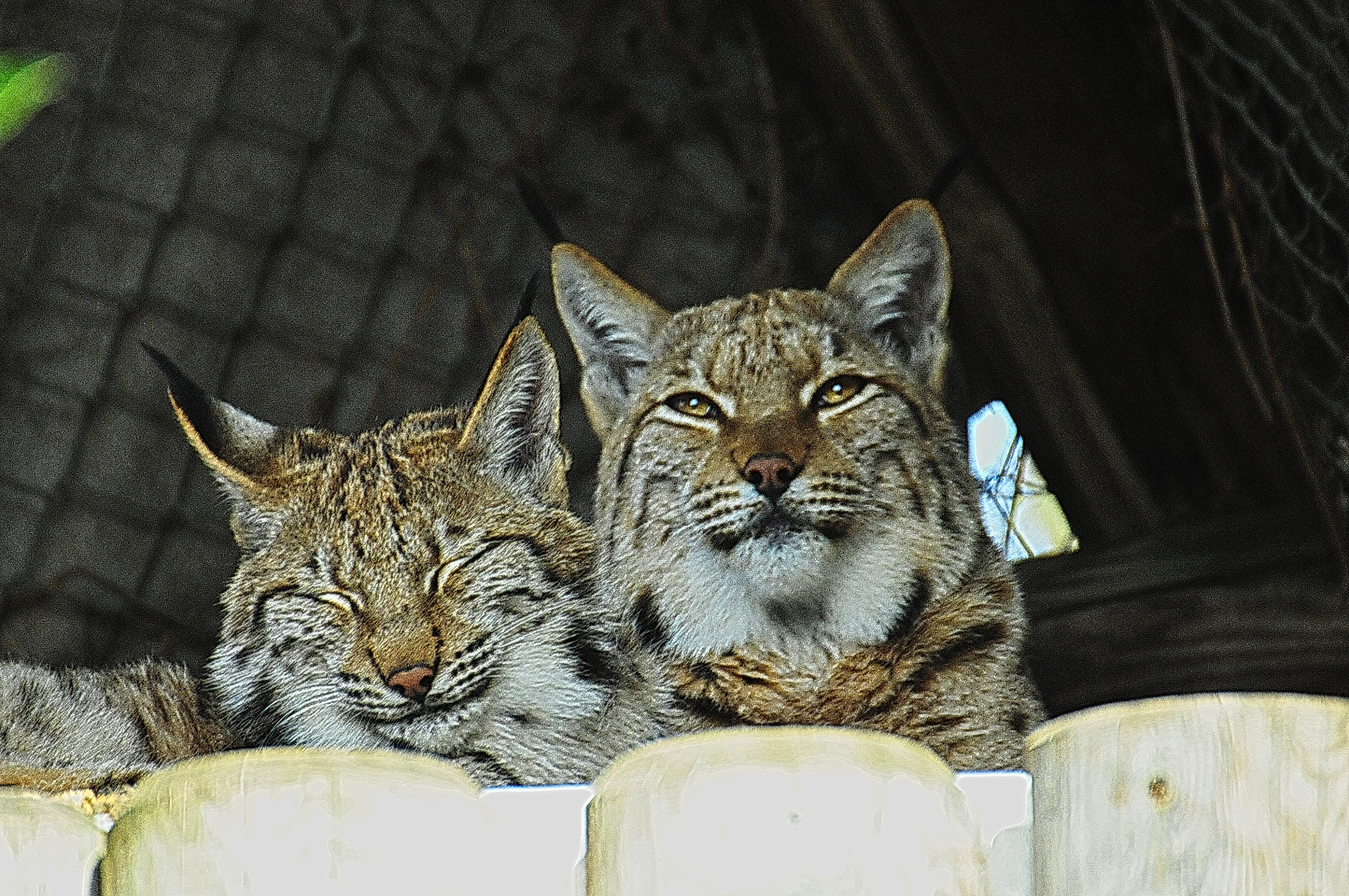 Nikon D300 sample photo. Attention! cuteness overload! photography