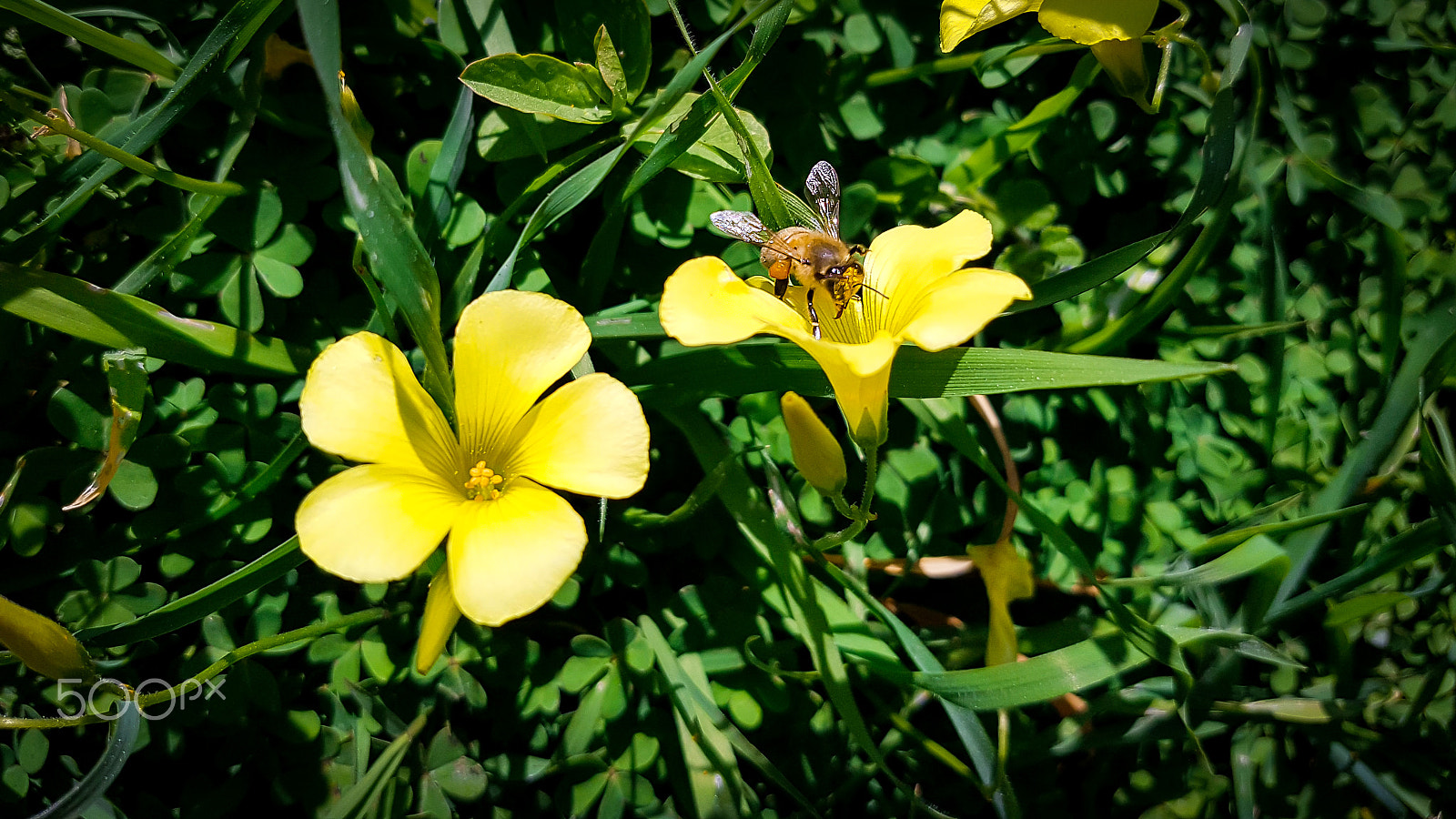 Samsung Galaxy S7 Edge + Samsung Galaxy S7 Edge Rear Camera sample photo. Bees of march photography