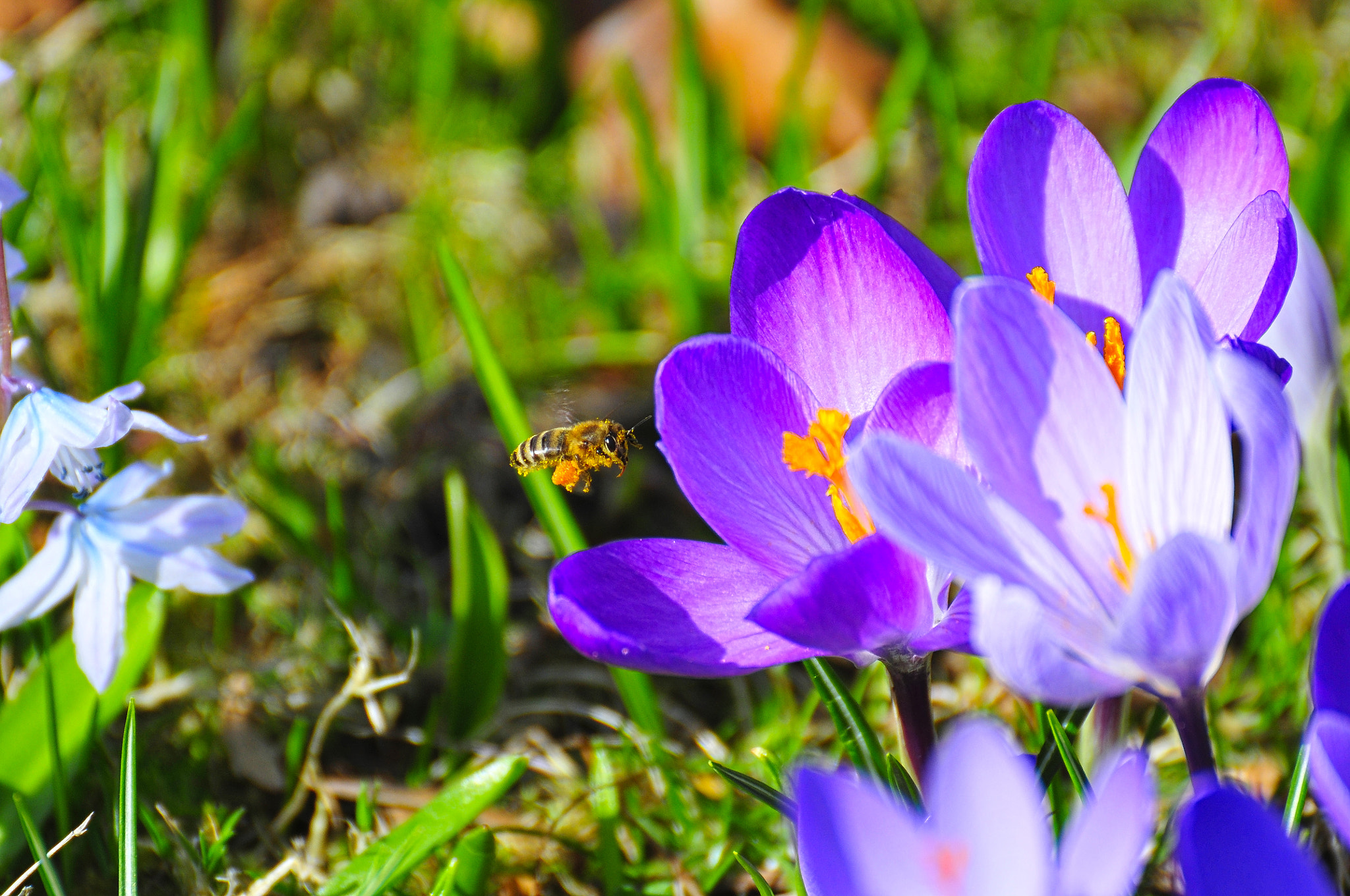 Nikon D300 sample photo. Don´t disturb me at work, human! photography