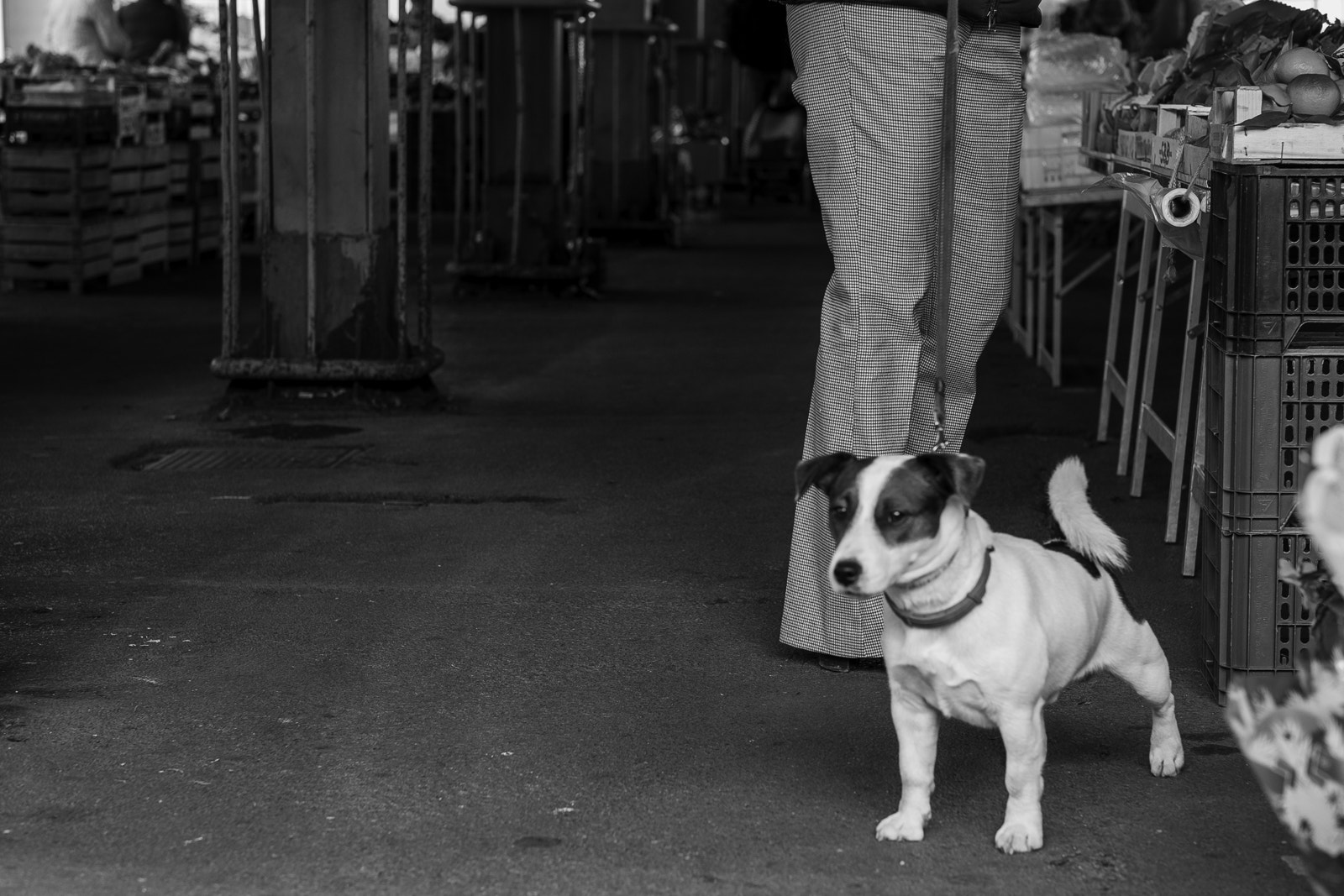 Fujifilm X-E2S + Fujifilm XF 56mm F1.2 R sample photo. Wtf? photography