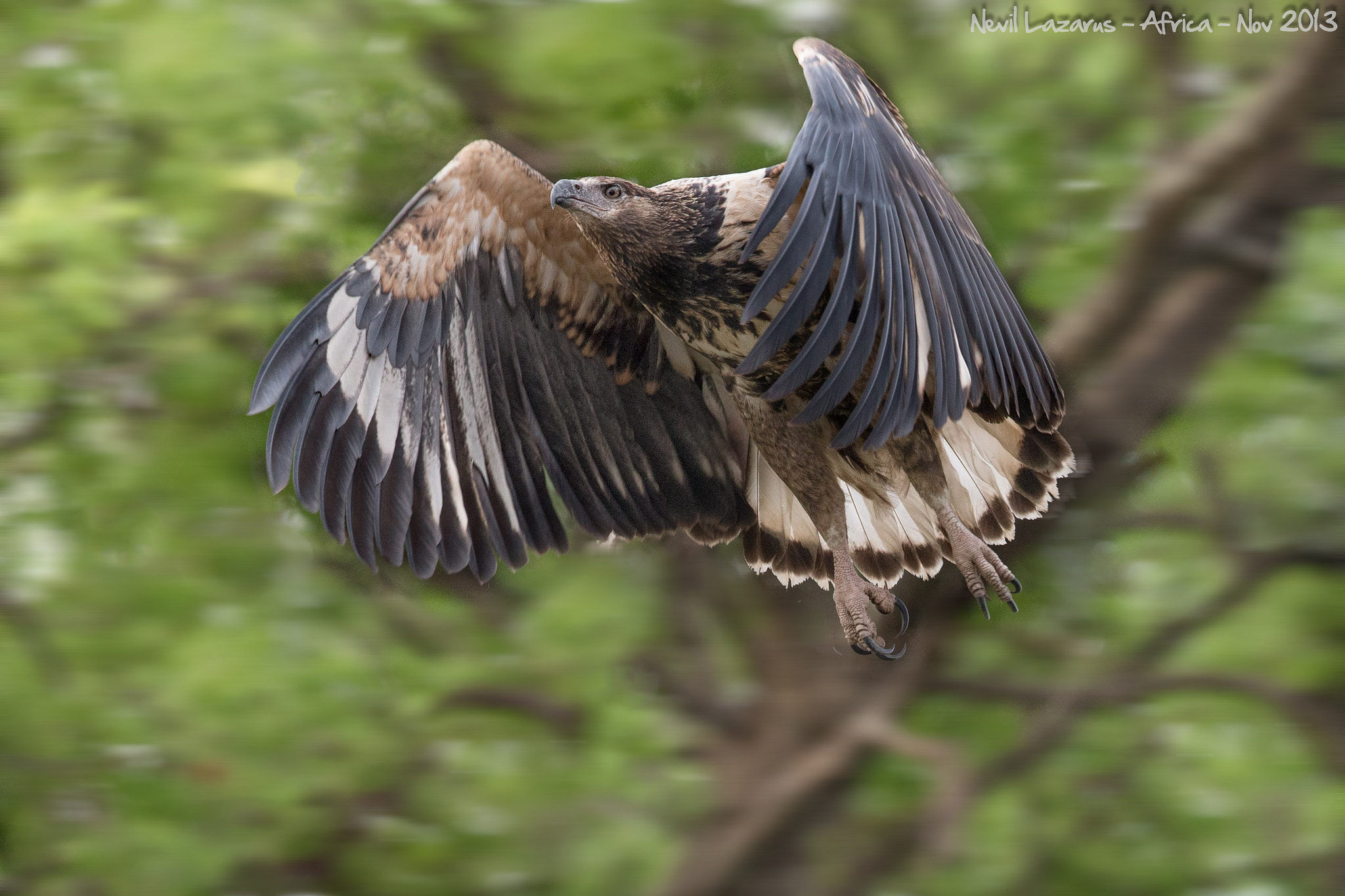 Canon EF 500mm F4L IS II USM sample photo. Juvenile african fish eagle photography