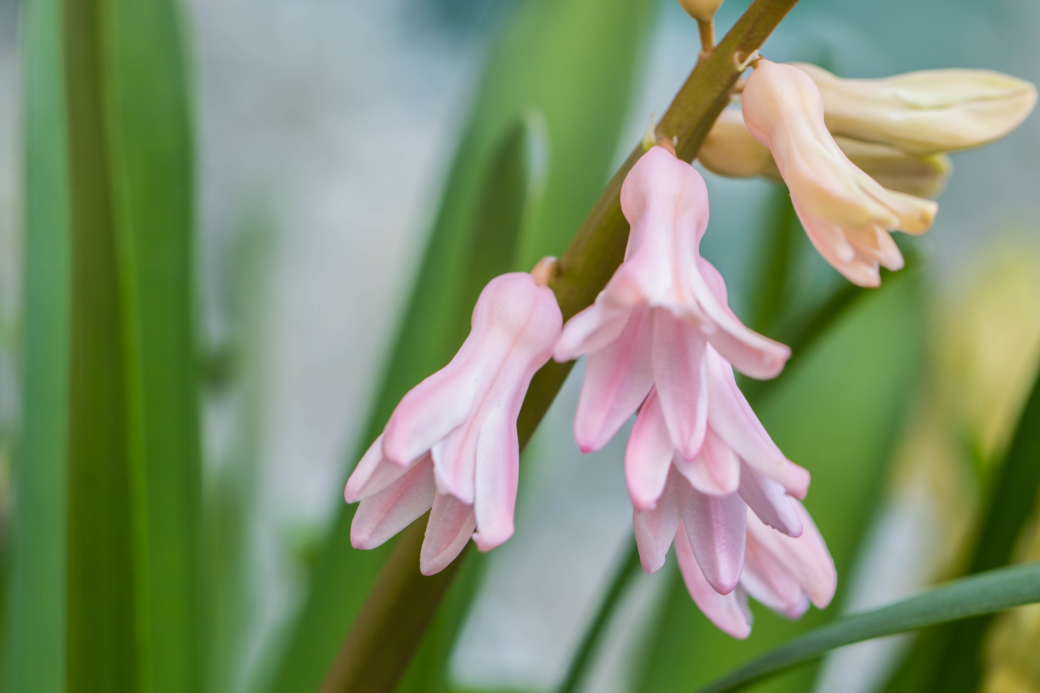 Canon EF 100mm F2.8L Macro IS USM sample photo. Spring is back! photography