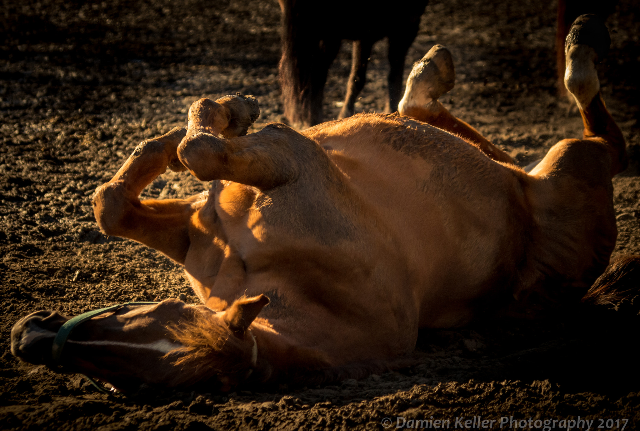 Pentax K-500 + smc PENTAX-DA L 50-200mm F4-5.6 ED sample photo. Horsing around in Örebro, sweden. photography