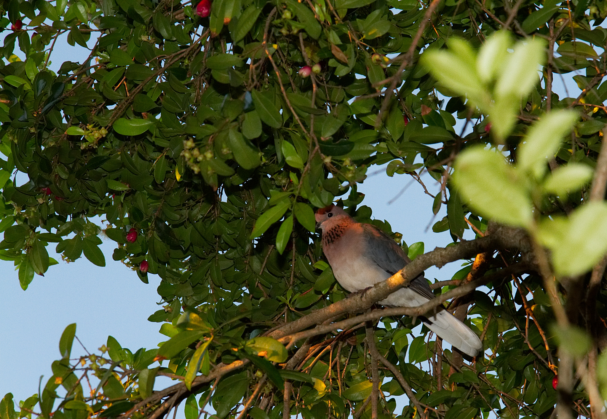 18.0 - 135.0 mm sample photo. Guarding the harvest photography