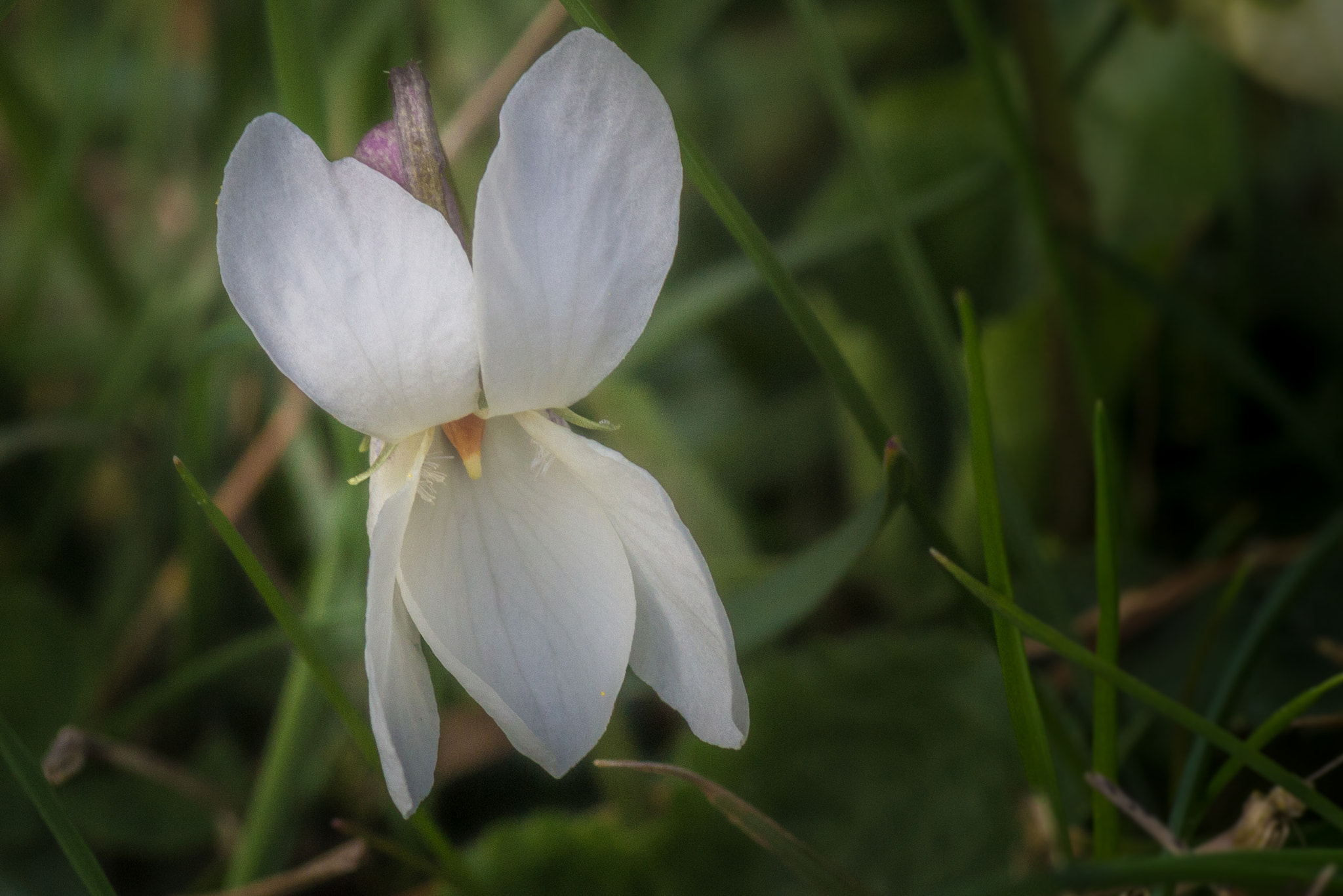 Canon EOS 700D (EOS Rebel T5i / EOS Kiss X7i) + Tamron SP AF 90mm F2.8 Di Macro sample photo. Blanche photography