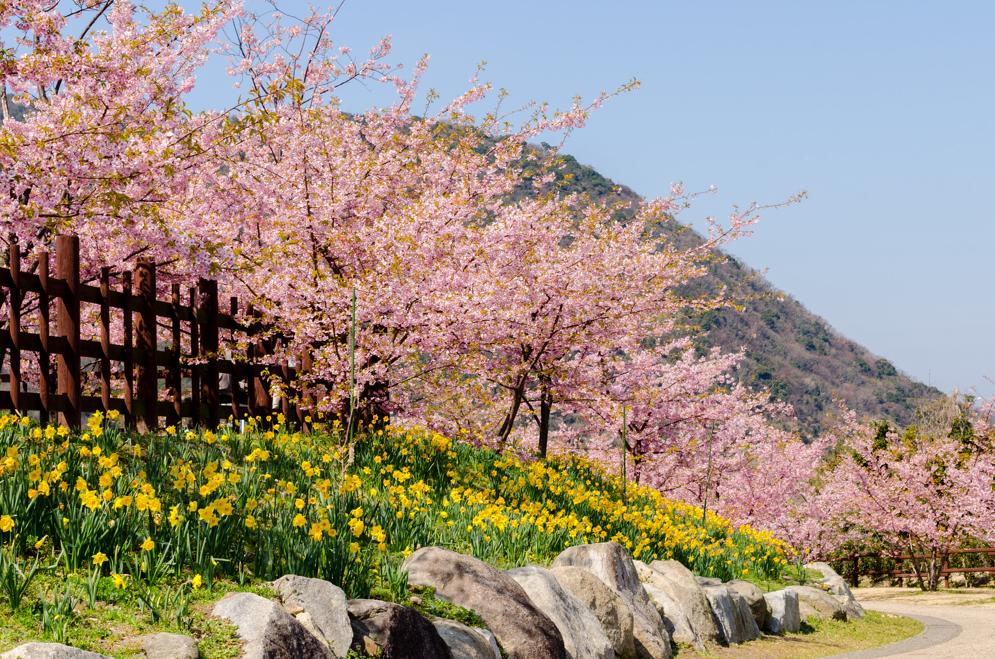 Nikon D5100 + Sigma 50mm F1.4 EX DG HSM sample photo. Cherry blossom in kimonoseki photography