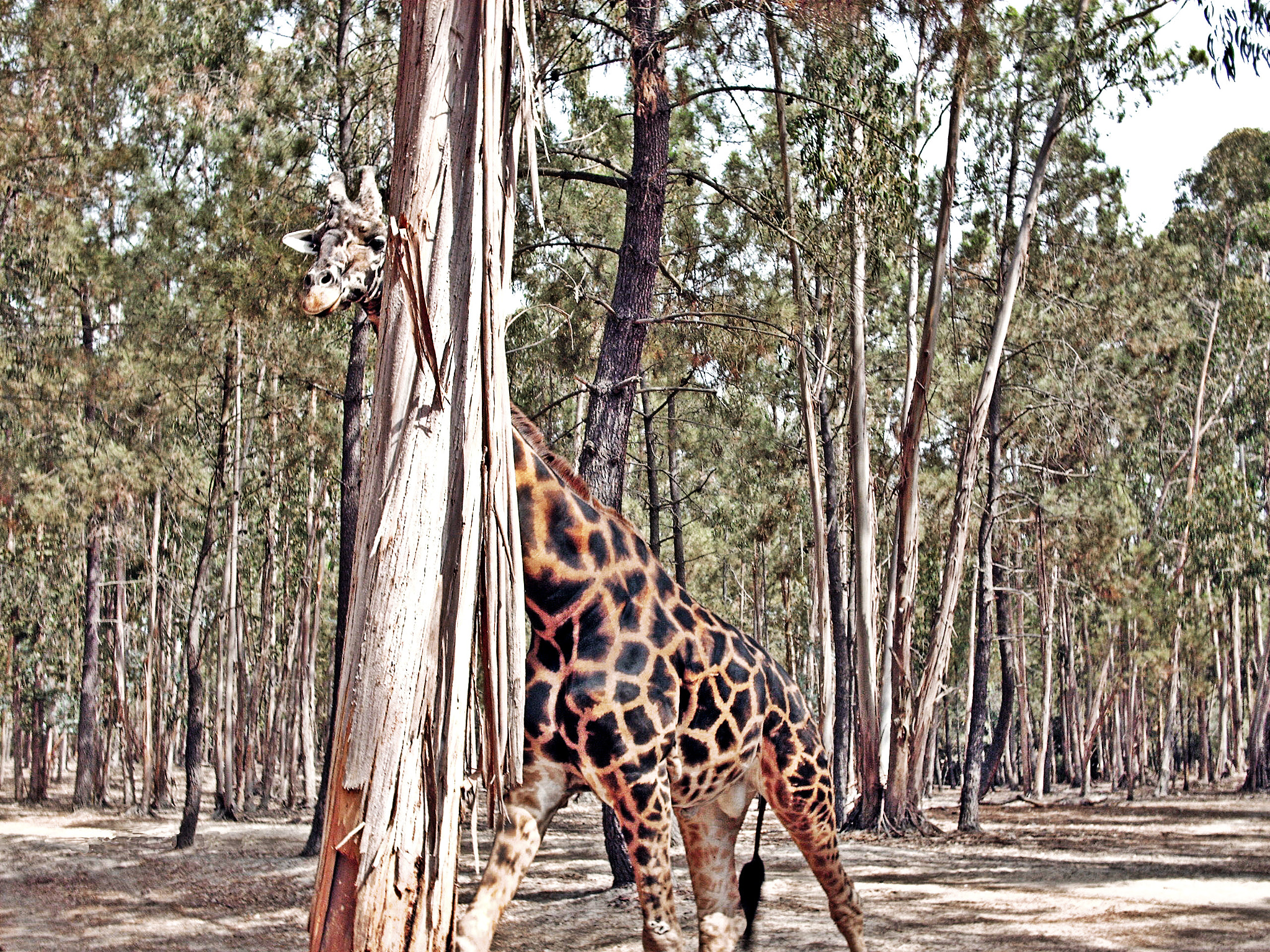 HP PHOTOSMART E327 sample photo. Badoca hidden giraffe photography