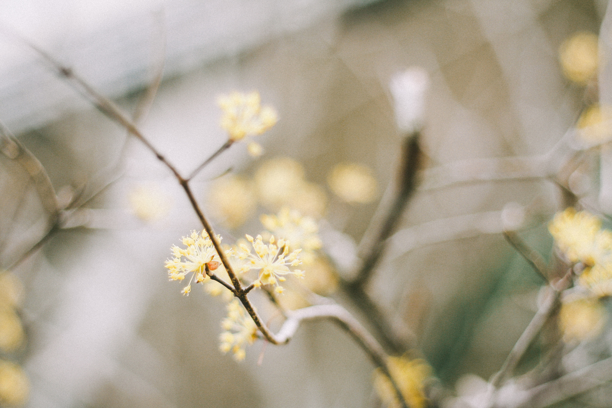 Canon EOS 40D + Canon EF 50mm F1.8 II sample photo. Spring is comming photography