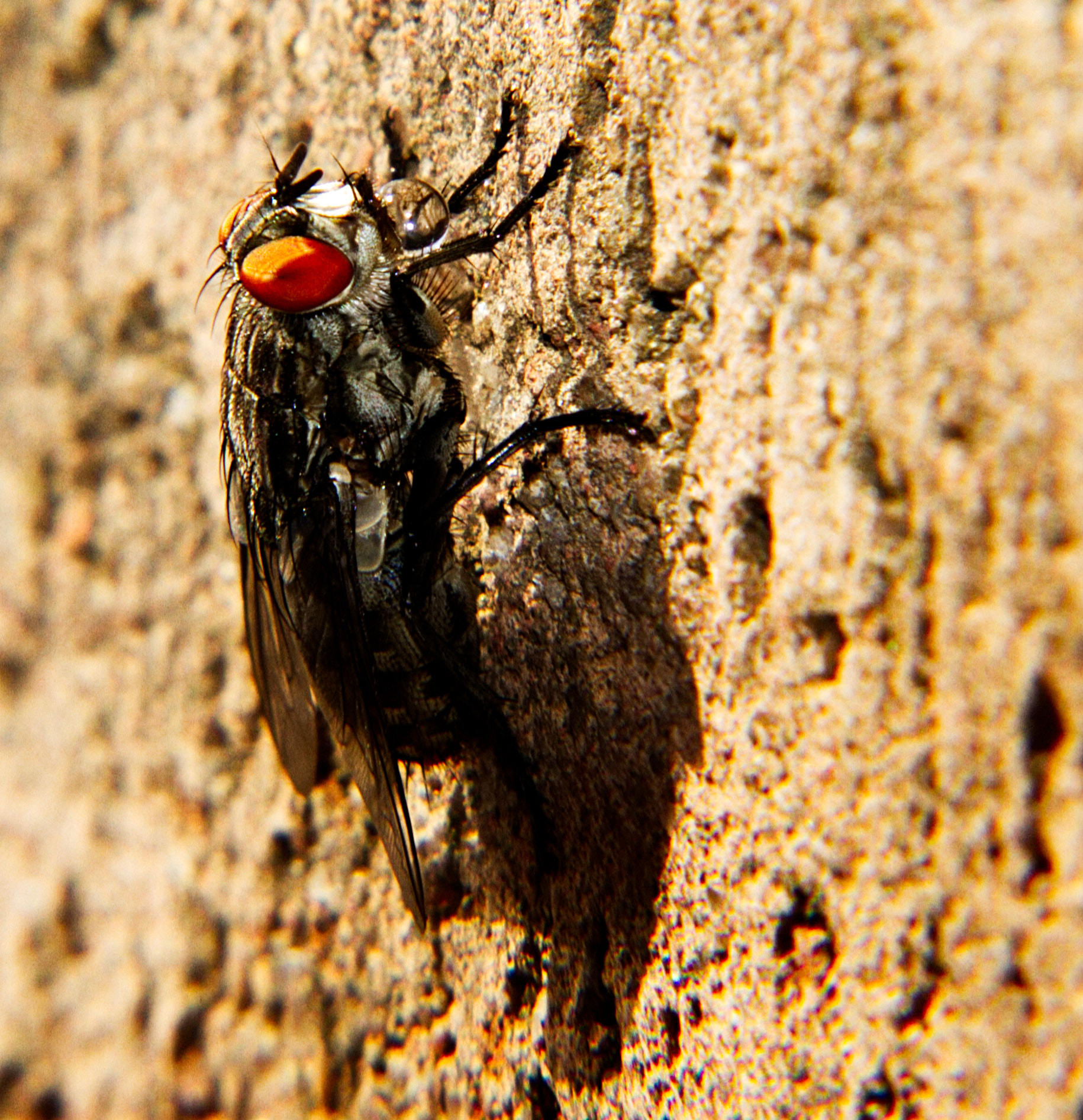 18.0 - 135.0 mm sample photo. Carryig atomic bomb photography