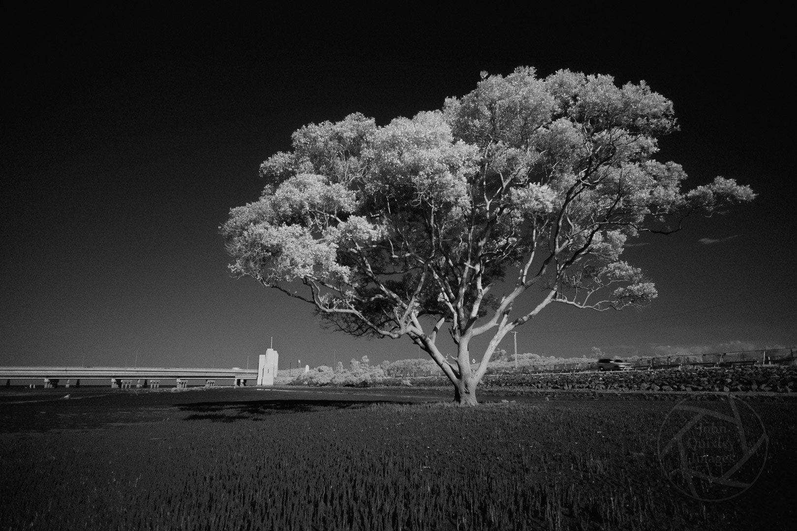 Fujifilm X-T1 + Fujifilm XF 14mm F2.8 R sample photo. The brighton tree in ir photography