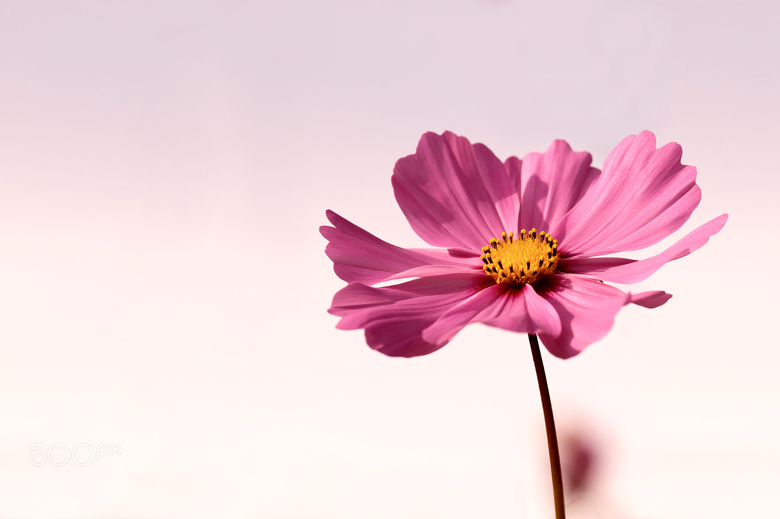 Canon EOS 500D (EOS Rebel T1i / EOS Kiss X3) + Sigma 105mm F2.8 EX DG OS HSM sample photo. Pink-colored mexican aster - garden cosmos aster in the soft light of the evening sun photography