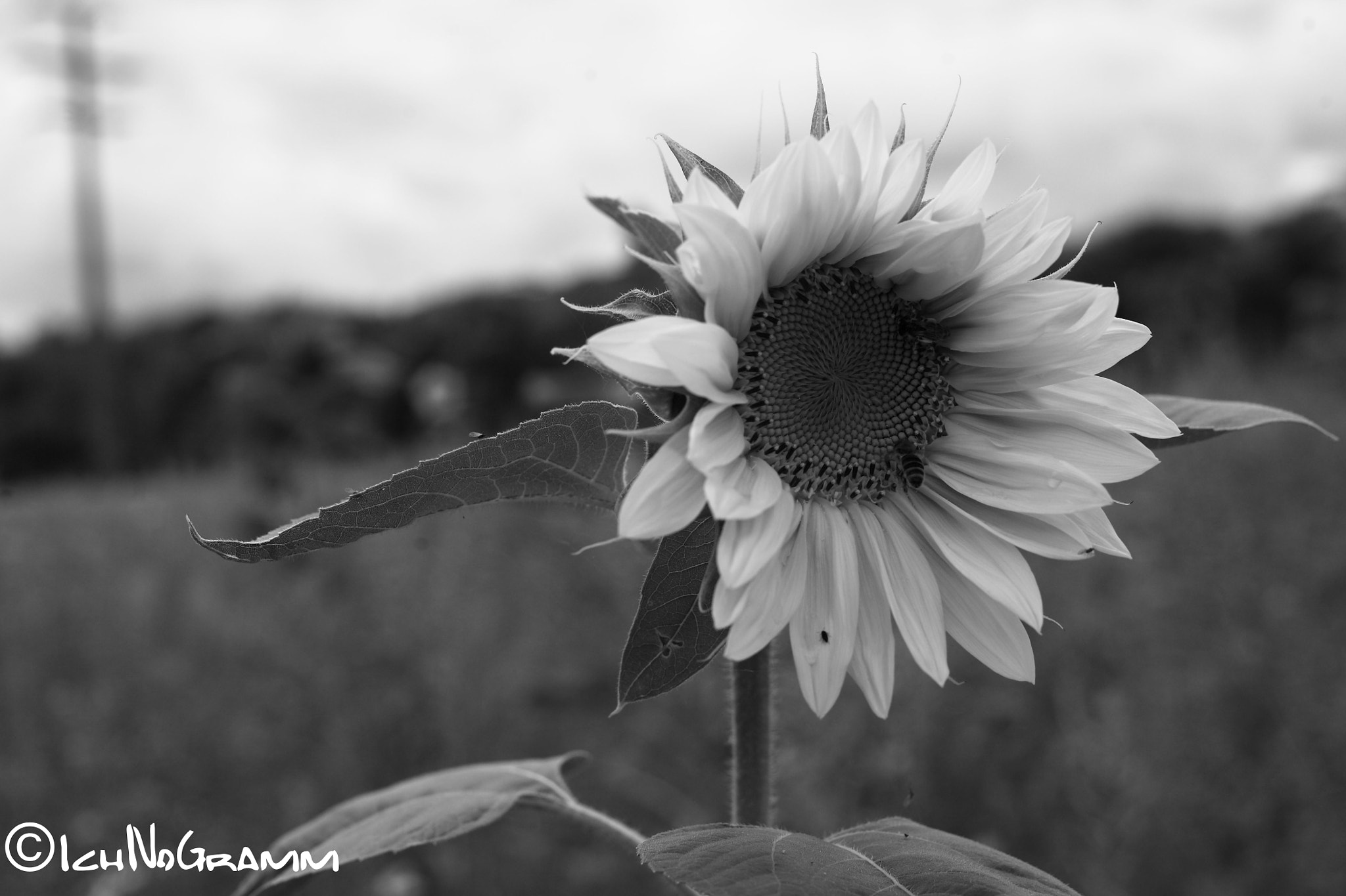 Canon EOS 5D + Canon EF 50mm f/1.8 sample photo. The inviting sunflower photography