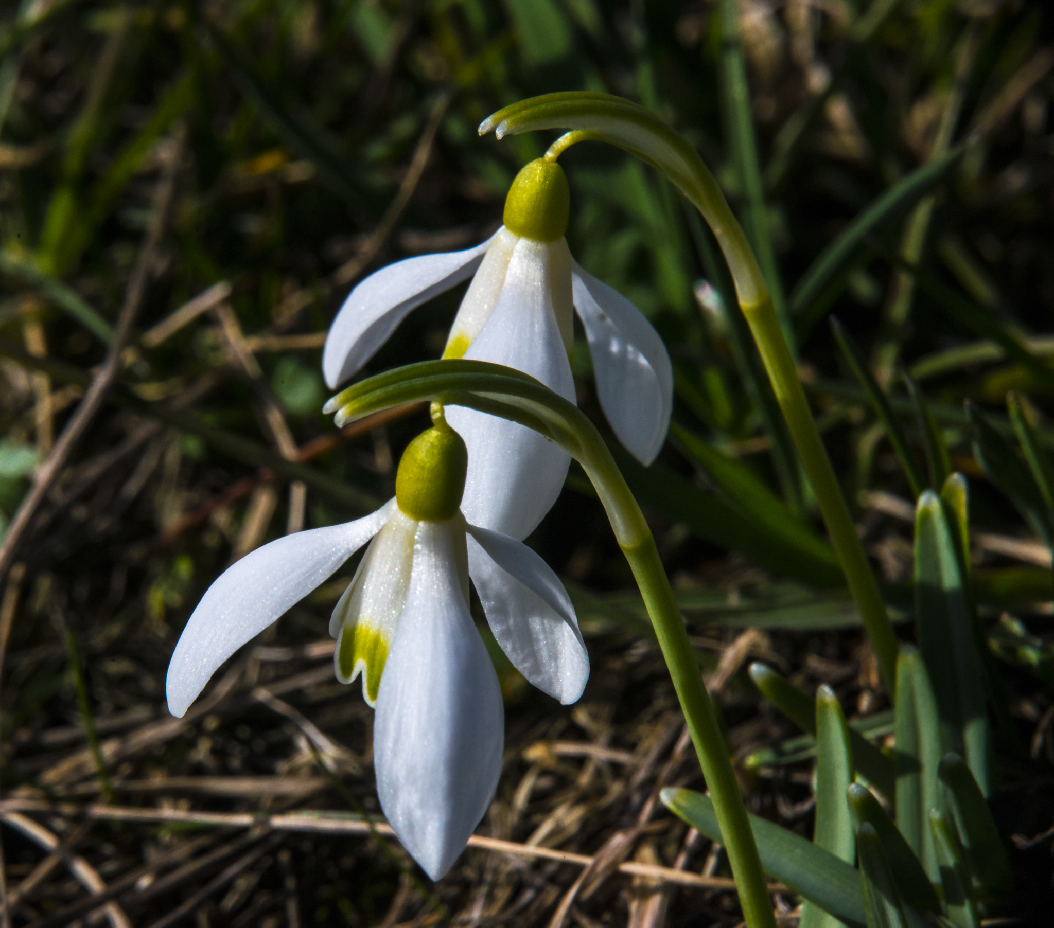 Nikon D800 + Sigma 50-500mm F4.5-6.3 DG OS HSM sample photo. Snowdrop - schneeglöckchen photography