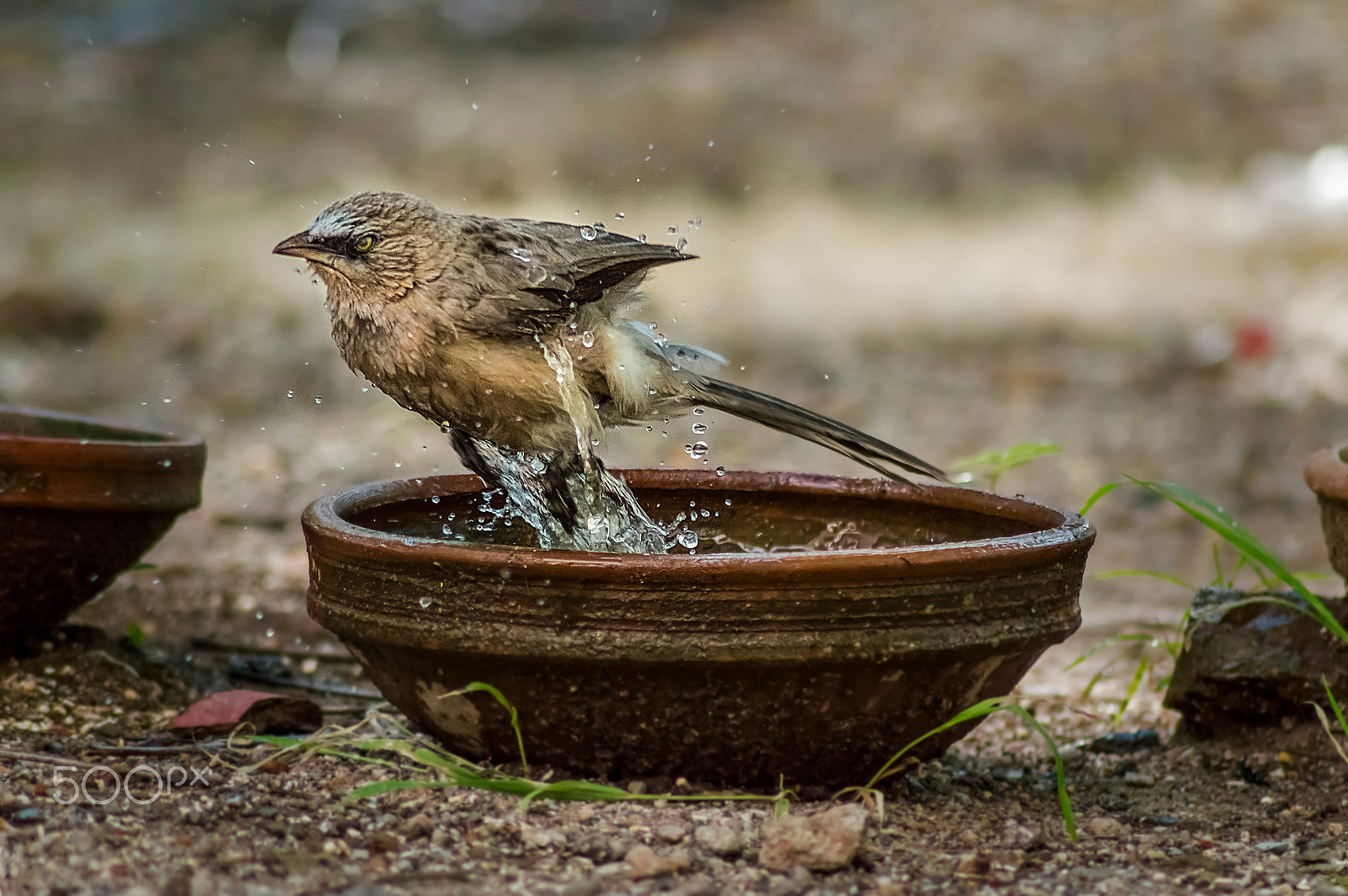 Nikon D3200 sample photo. Jungle babbler photography