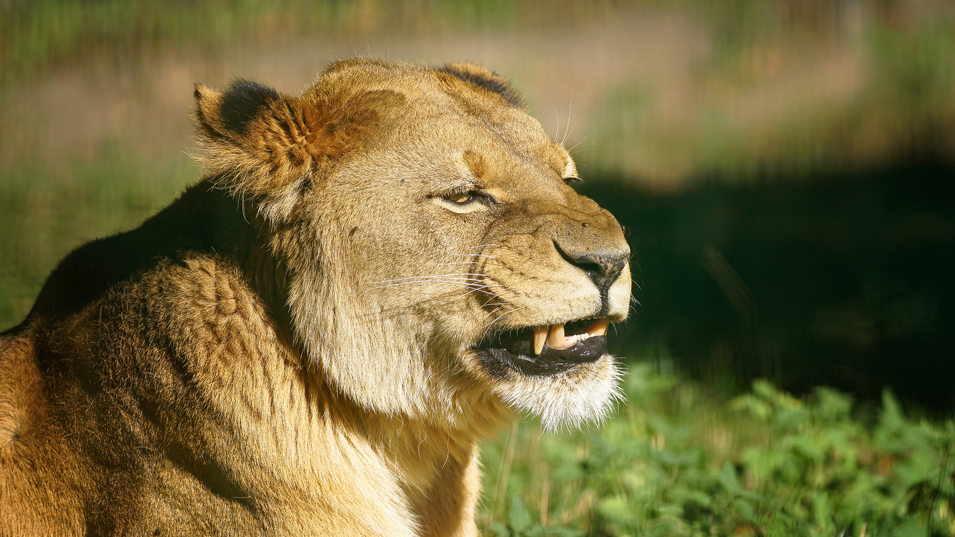 Sony a6300 + Sony DT 50mm F1.8 SAM sample photo. Lion king photography