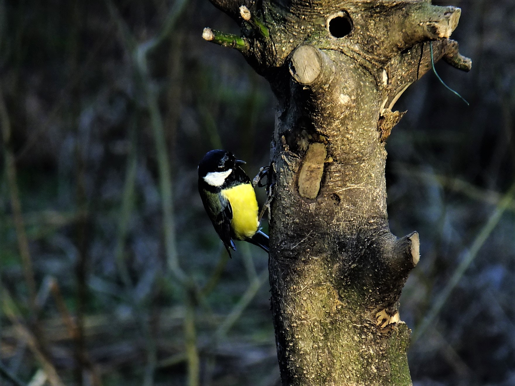 Fujifilm FinePix F770EXR (FinePix F775EXR) sample photo. Great tit at adel dam nature reserve photography