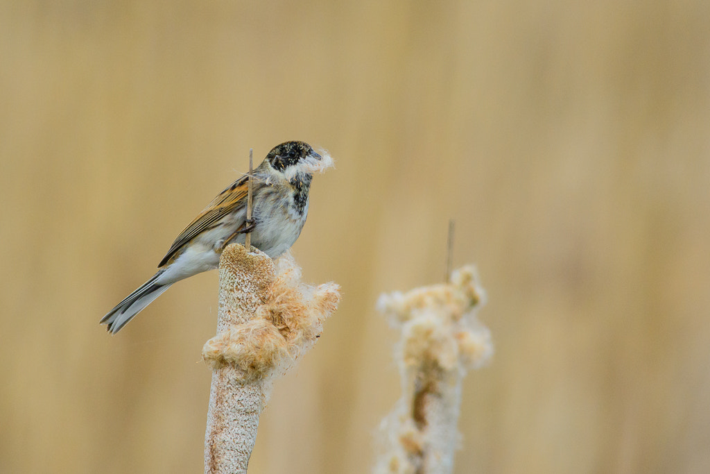 Nikon D7100 + Nikon AF-S Nikkor 300mm F4D ED-IF sample photo. Reed bunting photography