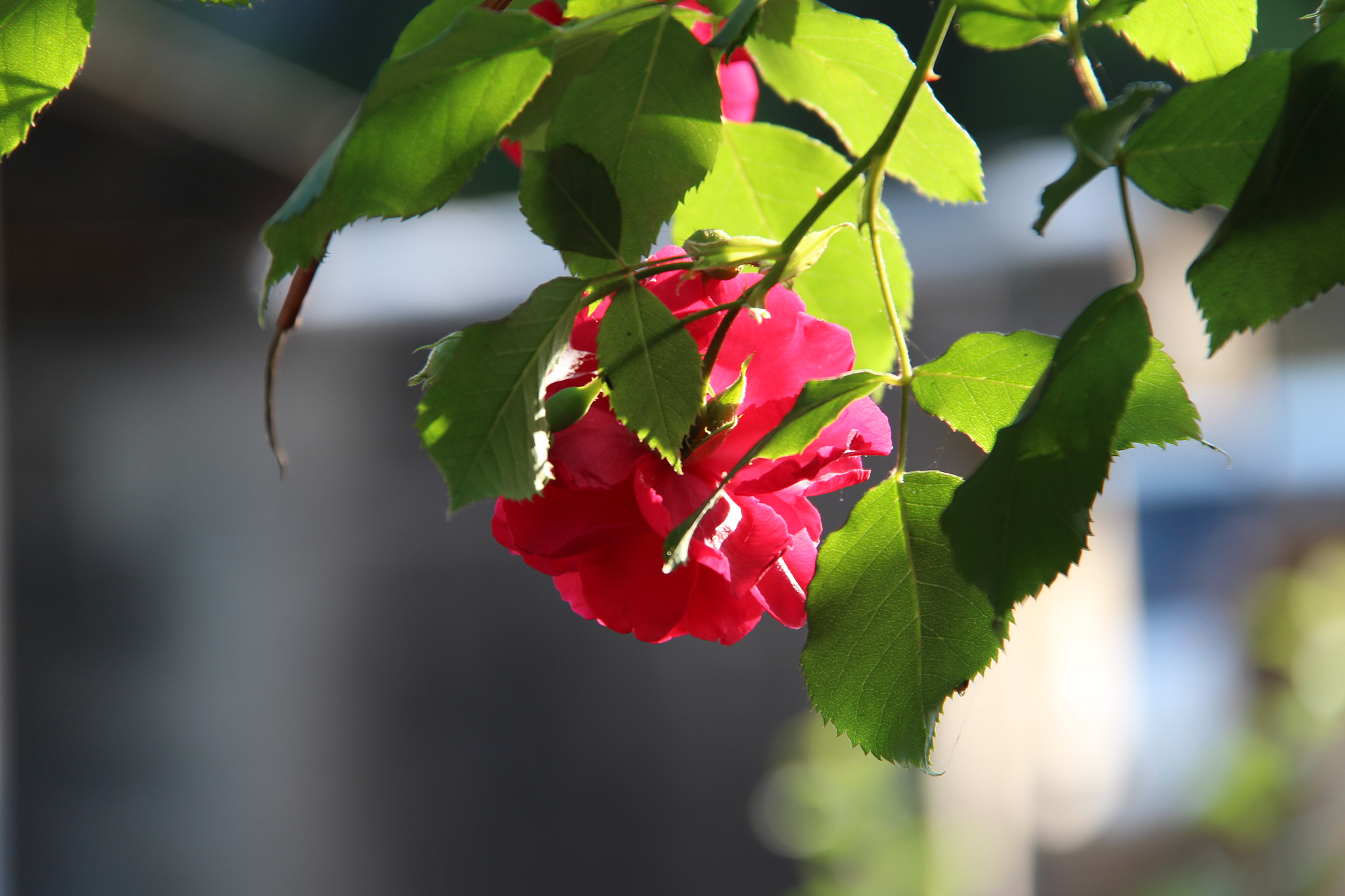 Canon EF-S 18-200mm F3.5-5.6 IS sample photo. 고향의장미````` photography