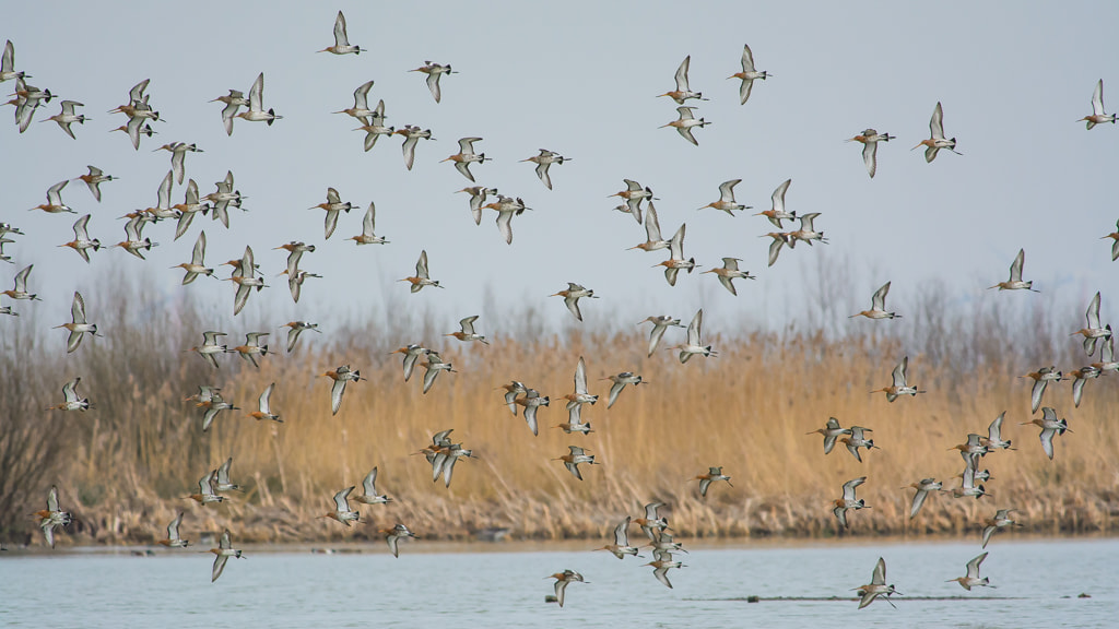 Nikon D7100 + Nikon AF-S Nikkor 300mm F4D ED-IF sample photo. Just arrived from the south photography