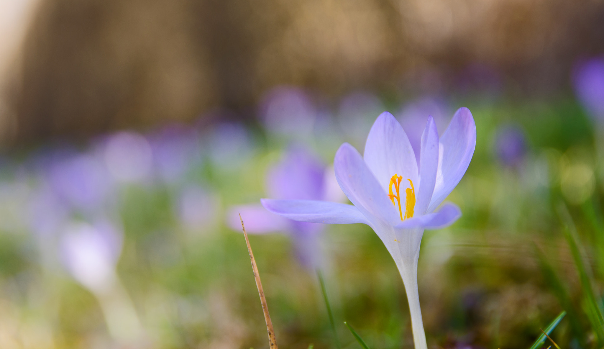 Sigma 17-70mm F2.8-4 DC Macro OS HSM | C sample photo. Krocus invasion photography