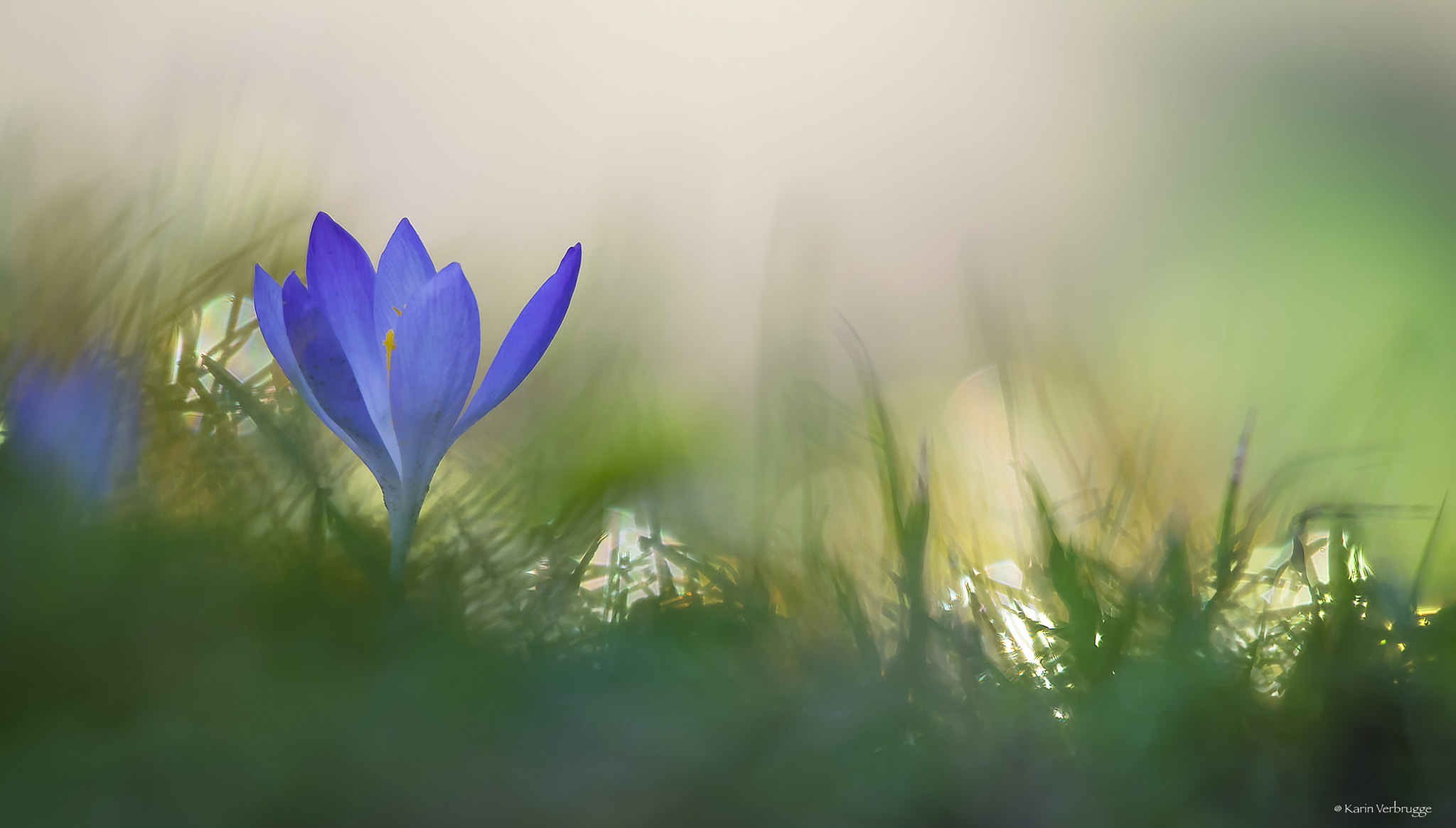 Nikon D5300 + Sigma 120-400mm F4.5-5.6 DG OS HSM sample photo. Crocus photography