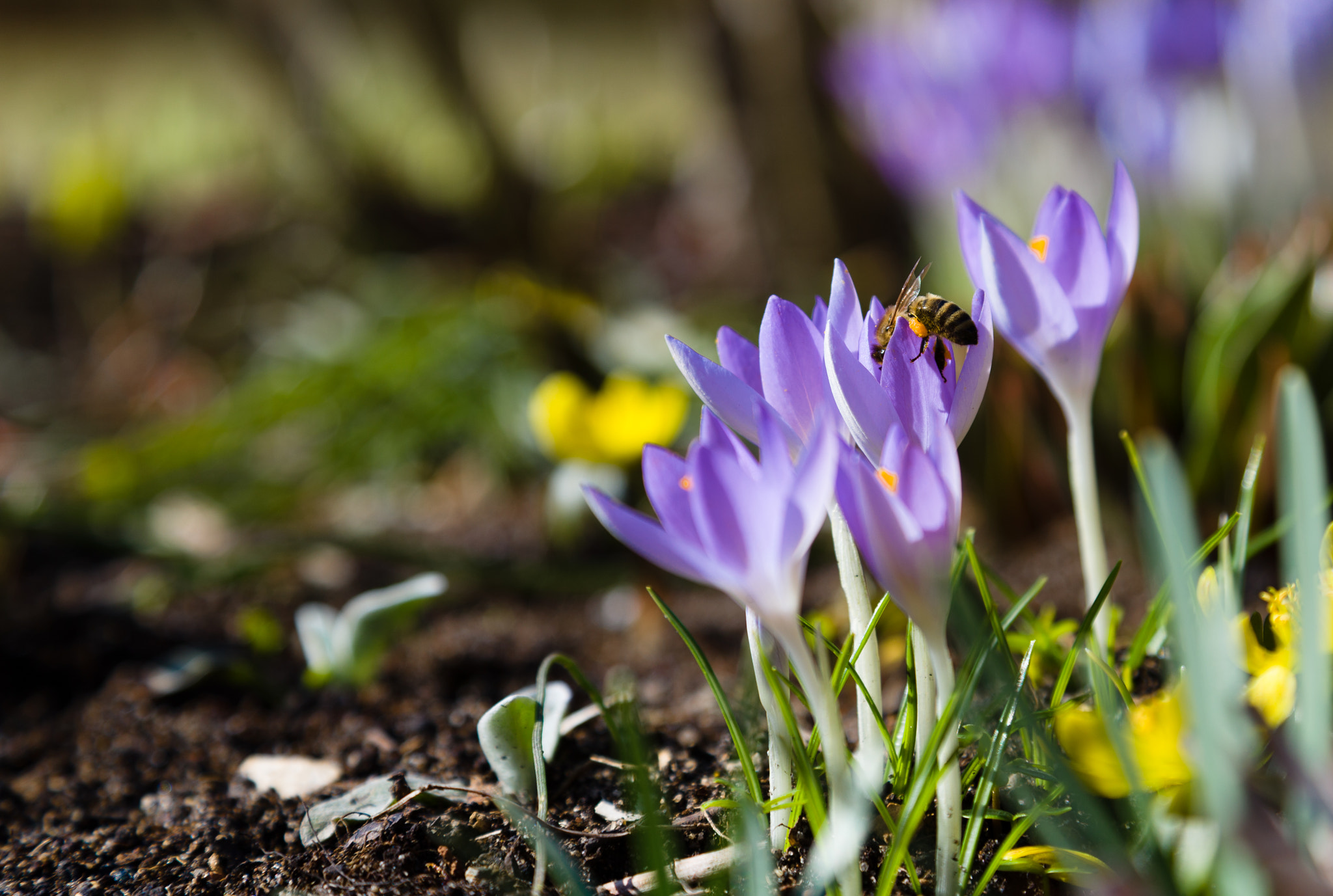 Canon EOS-1D X sample photo. Frühlingserwachen photography
