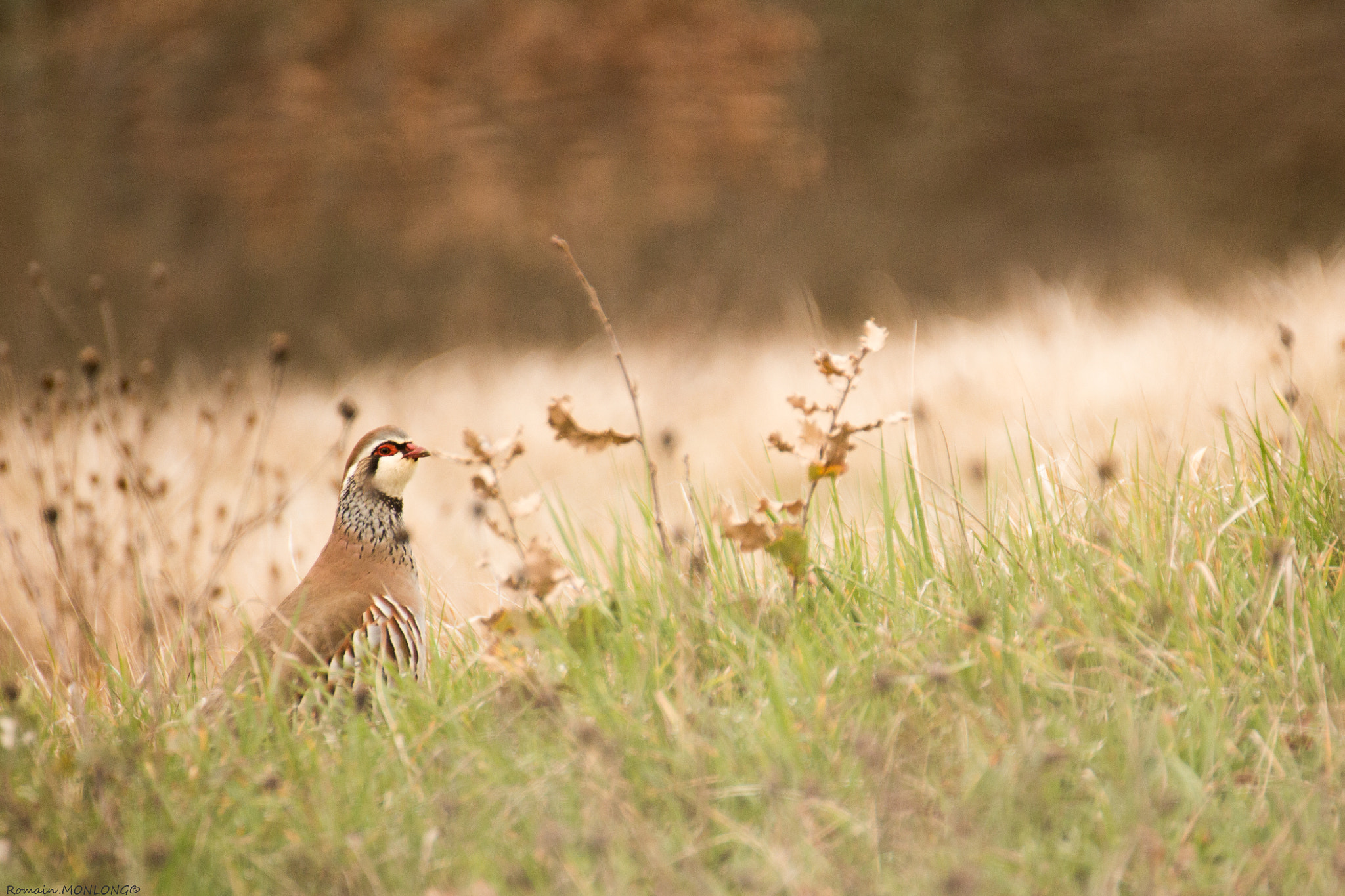 Tamron SP 35mm F1.8 Di VC USD sample photo. Perdrix rouge photography