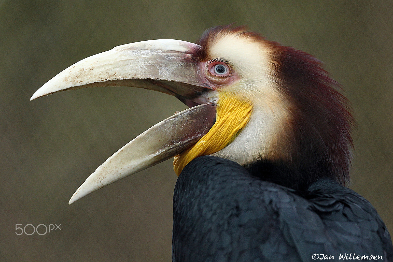 Canon EOS-1D Mark IV sample photo. Wreathed hornbill photography