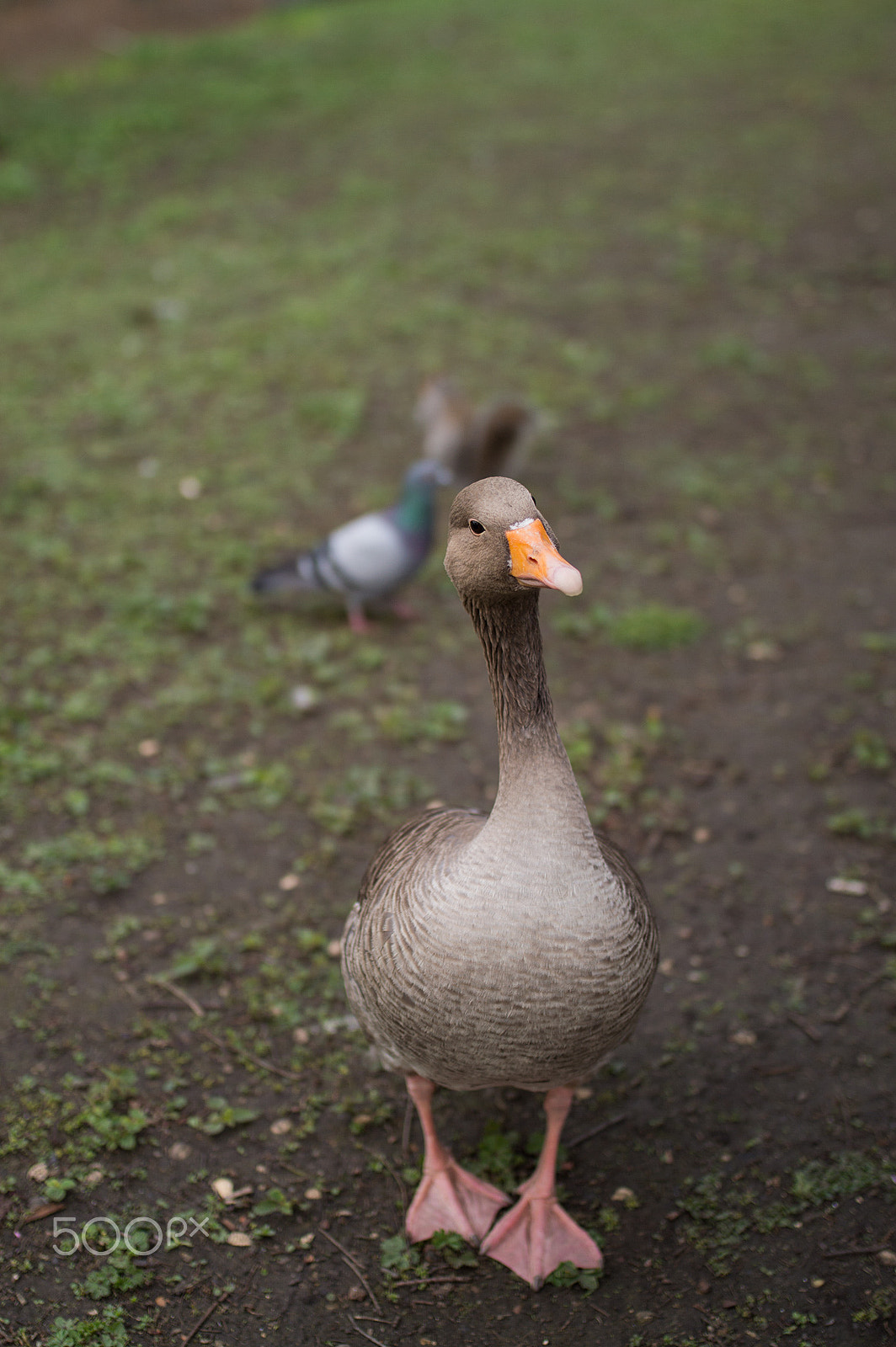 Nikon D3200 + Sigma 35mm F1.4 DG HSM Art sample photo. Curious duck photography