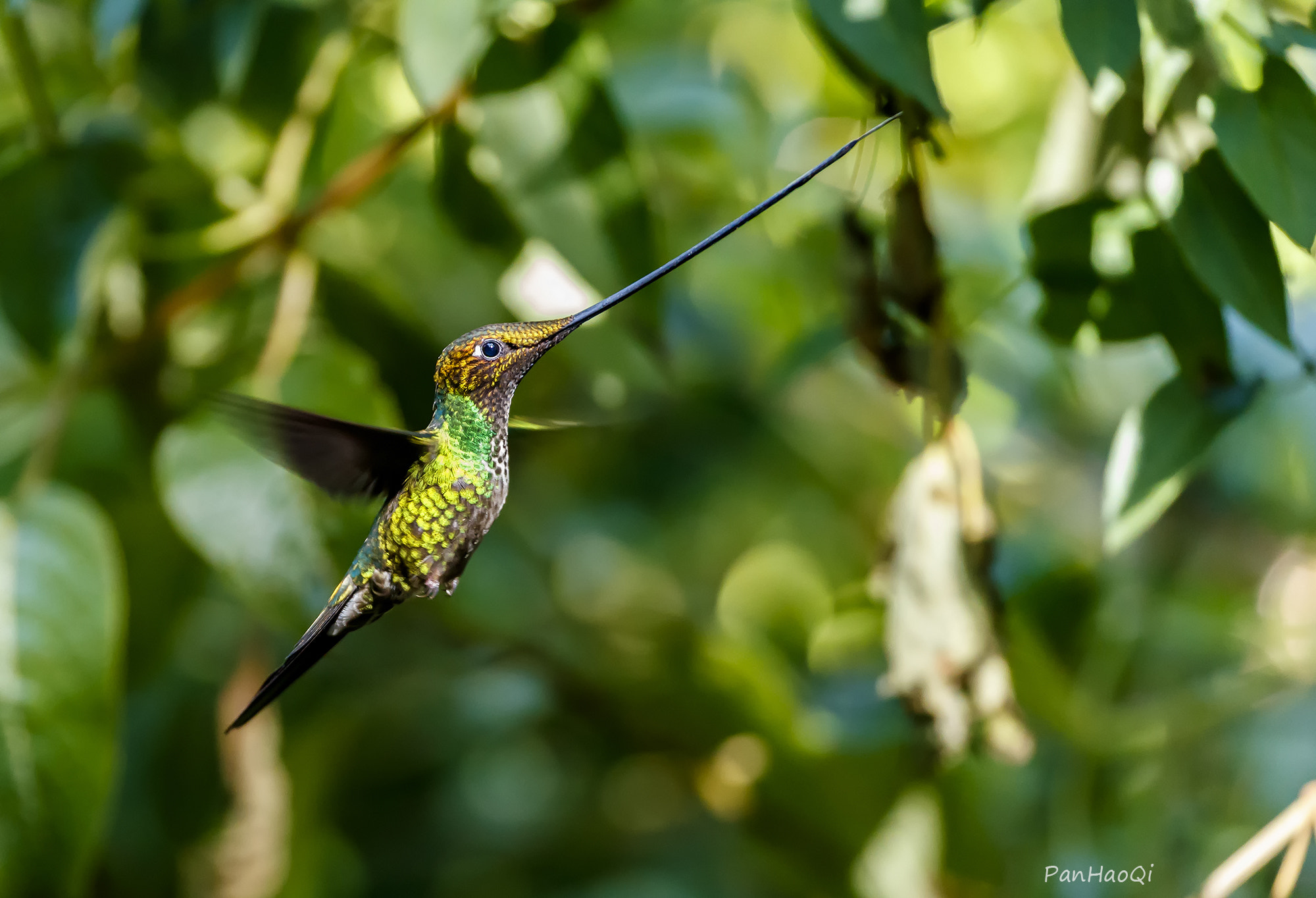 Canon EOS-1D X Mark II + Canon EF 200-400mm F4L IS USM Extender 1.4x sample photo. Sword-billed hummingbird photography