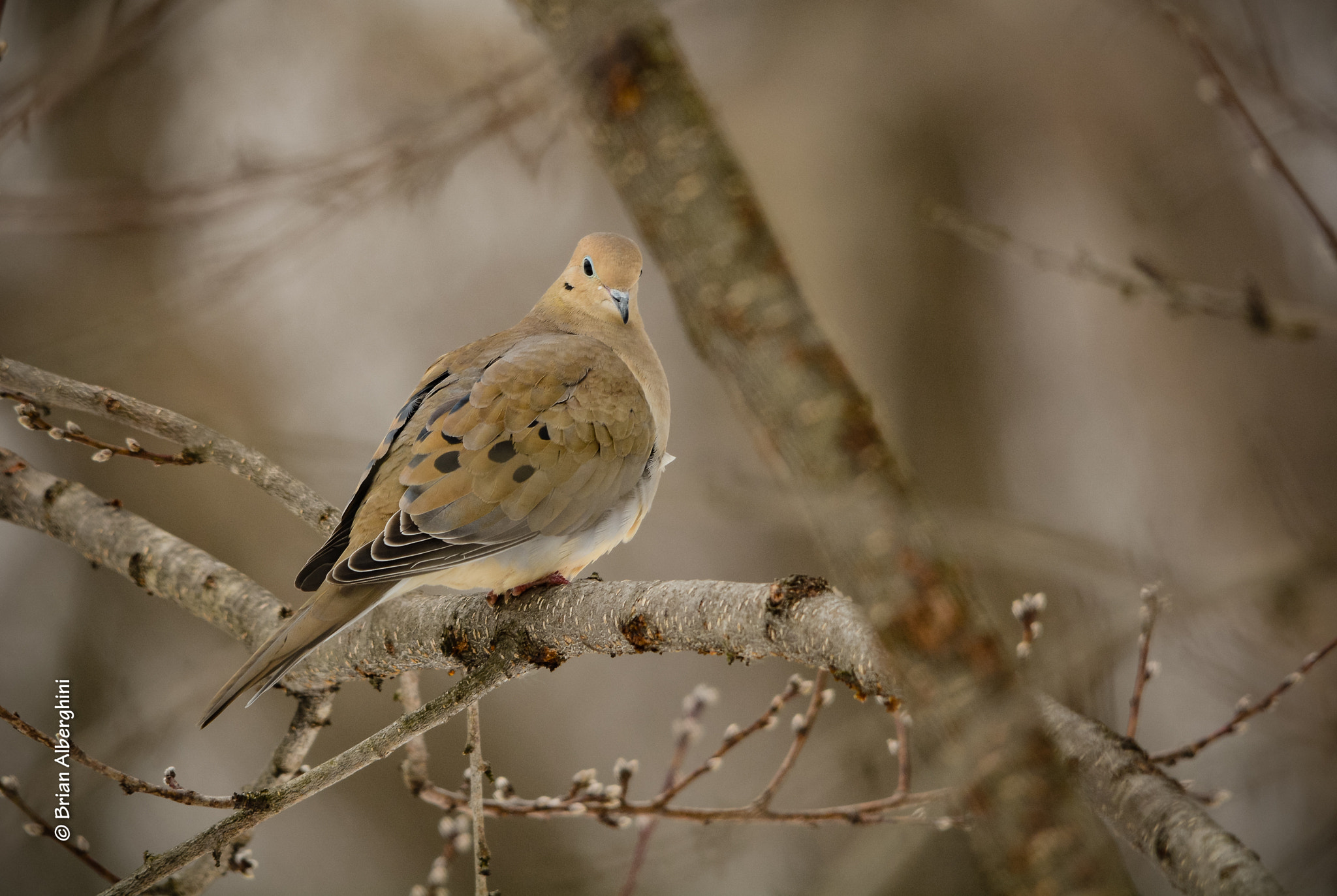 Sigma 150-500mm F5-6.3 DG OS HSM sample photo. Mourning dove 3/11 photography