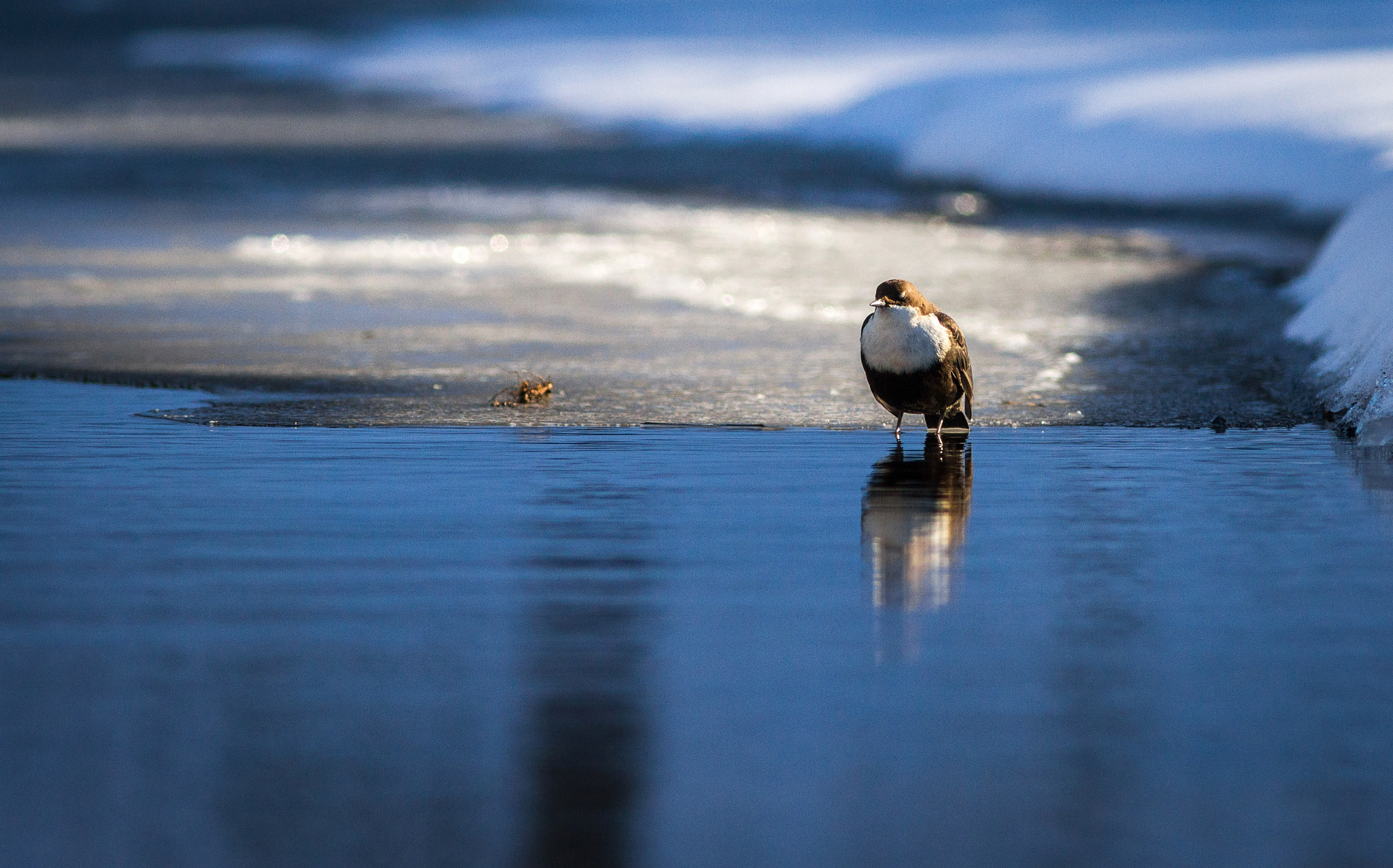 Canon EOS 7D sample photo. White-throated dipper photography