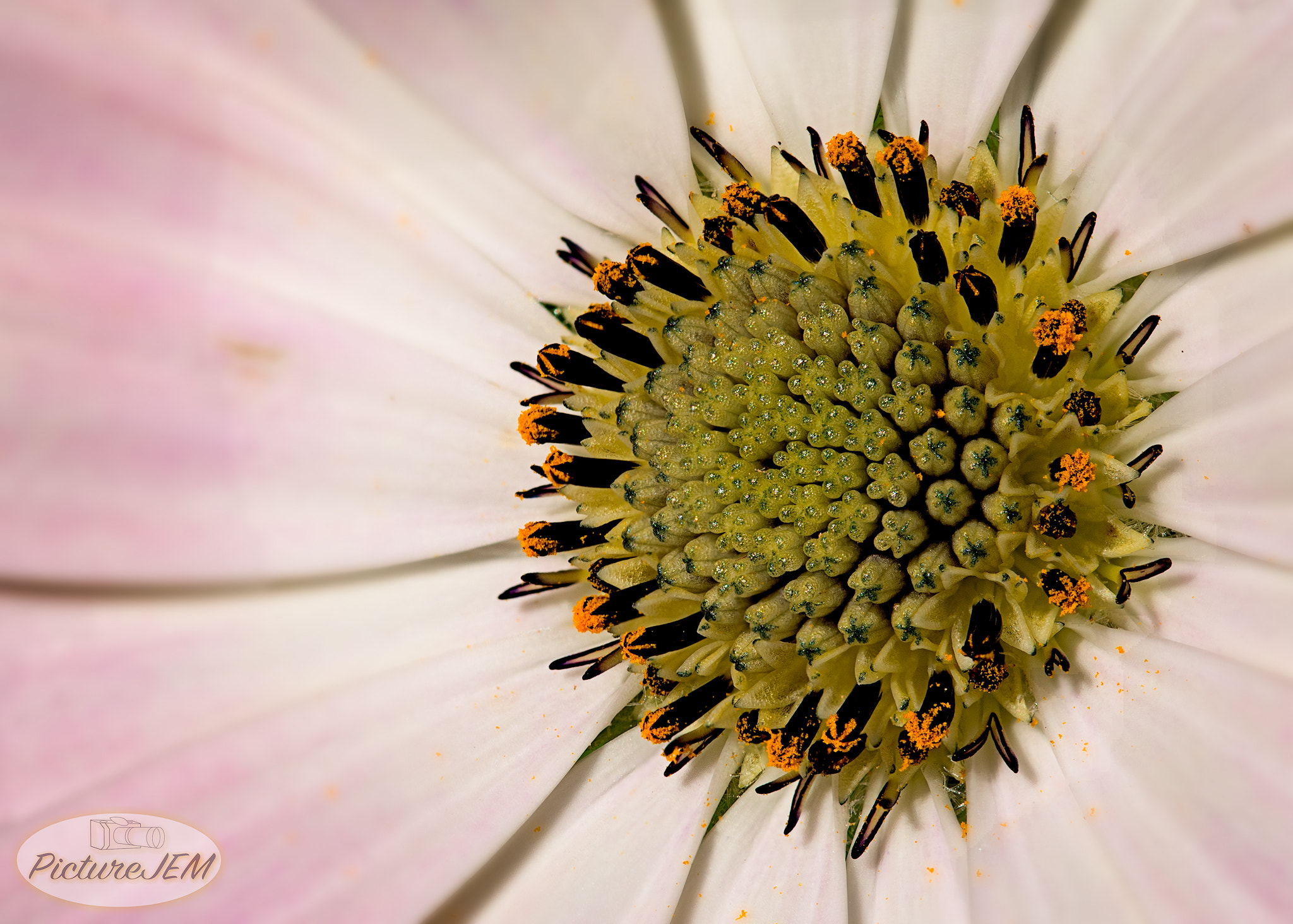 Sigma 105mm F2.8 EX DG OS HSM sample photo. Margarita photography