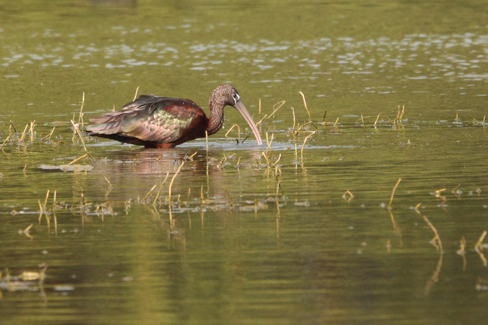 Sigma 150-600mm F5-6.3 DG OS HSM | C sample photo. Dear birds photography