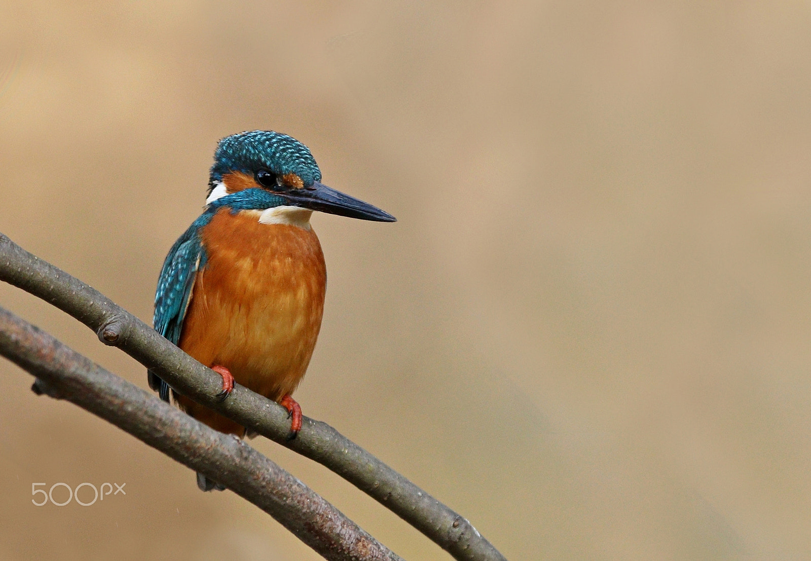 Canon EF 300mm F2.8L IS USM sample photo. Kingfisher photography