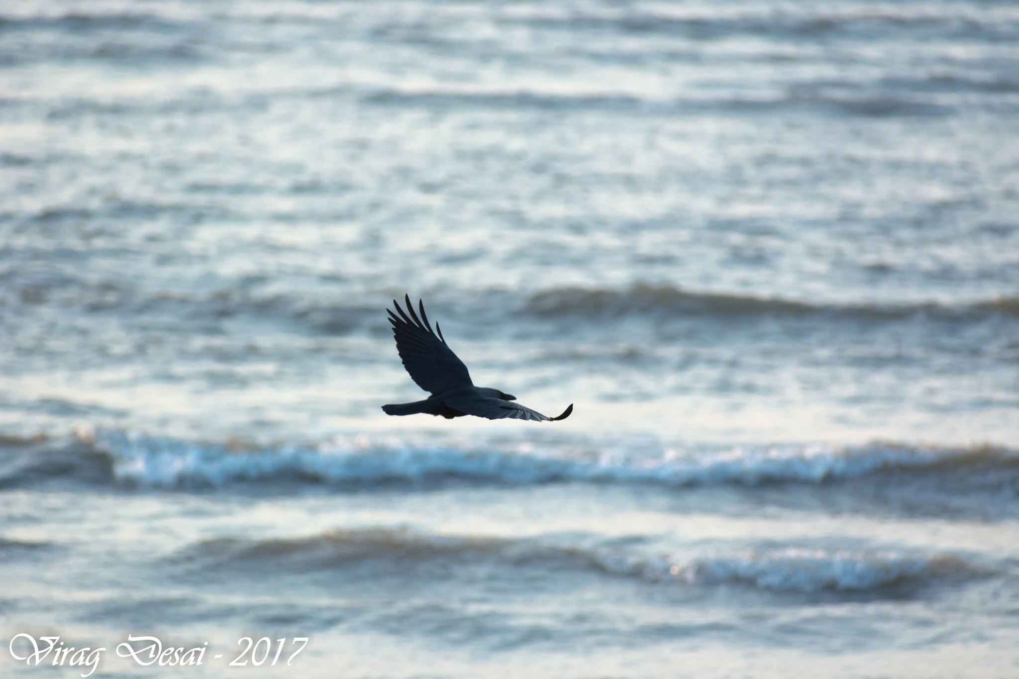 Nikon D5200 + Sigma 70-300mm F4-5.6 DG OS sample photo. In full flight photography