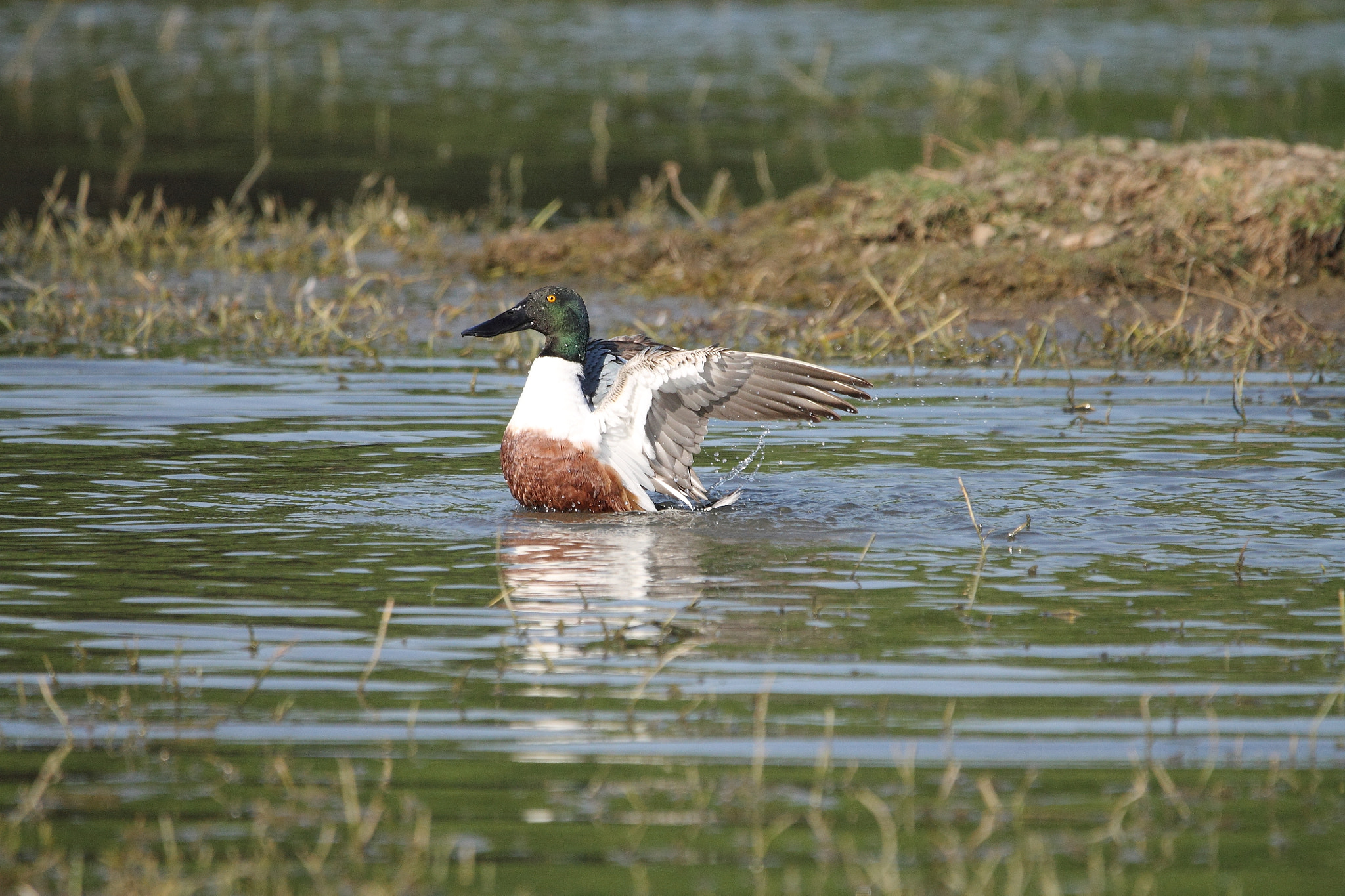 Sigma 150-600mm F5-6.3 DG OS HSM | C sample photo. Watery flutter photography