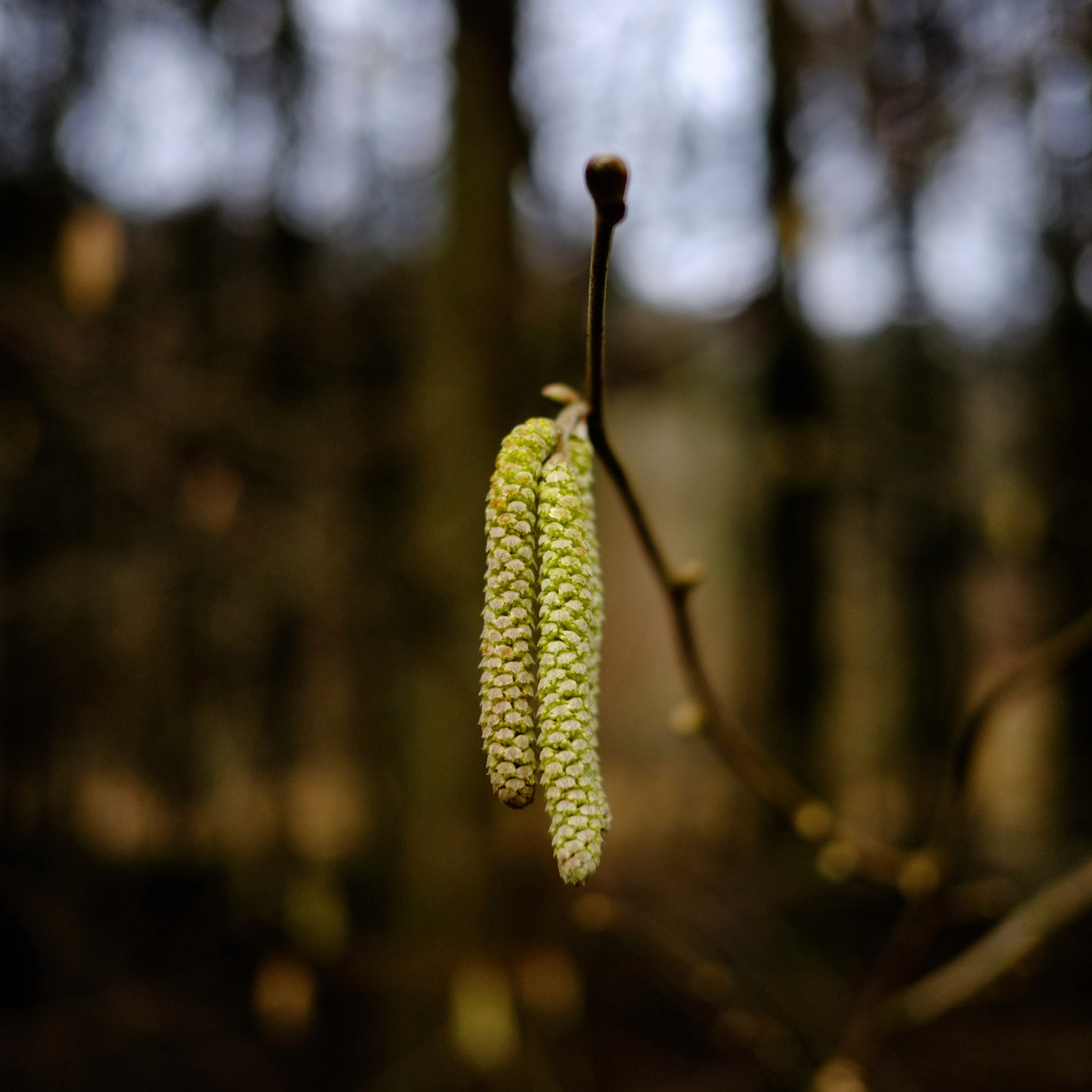 Fujifilm X-Pro1 + Fujifilm XF 18mm F2 R sample photo. Bourgeon photography