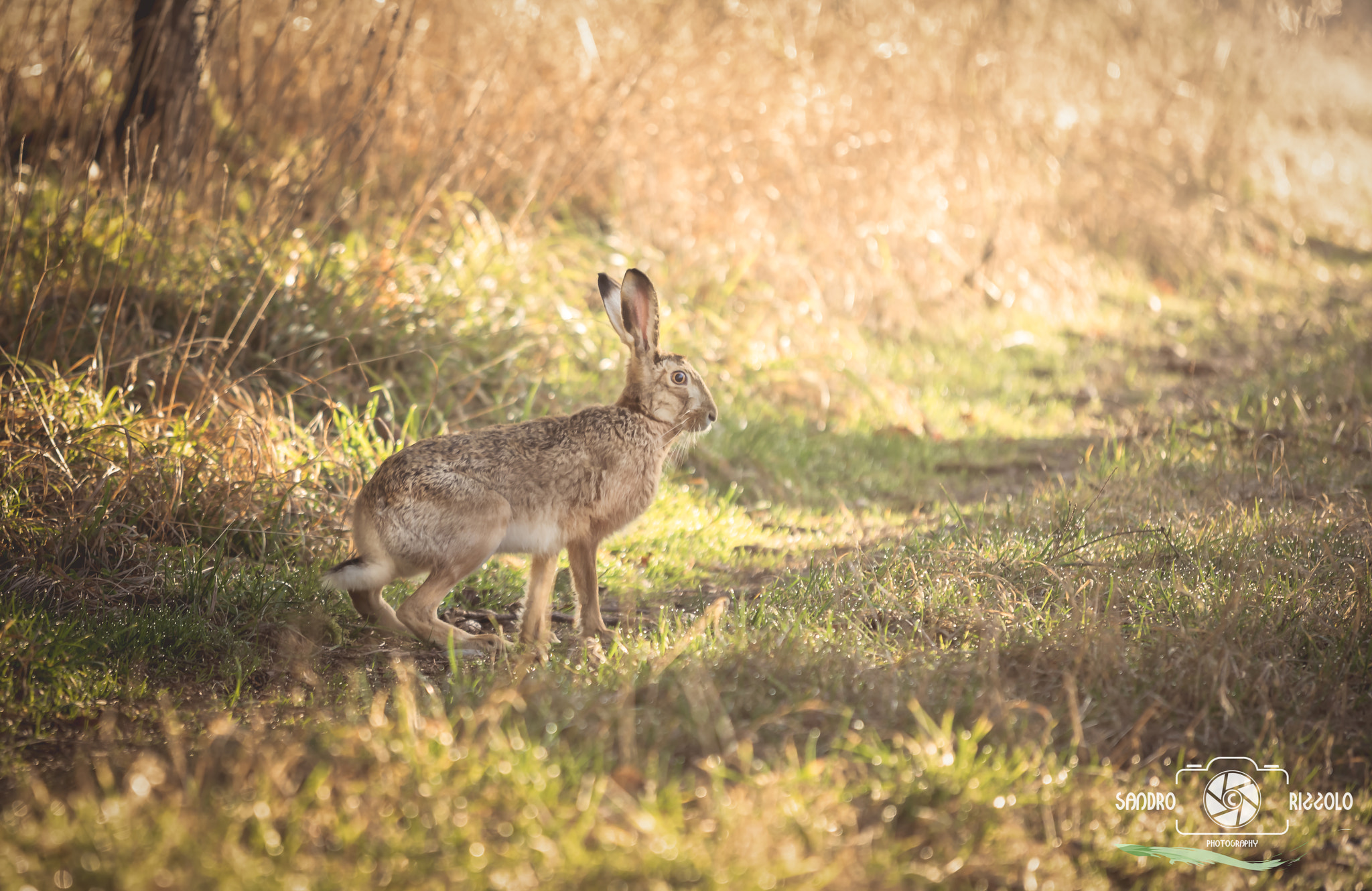 Tokina AT-X 70-200mm F4 PRO FX VCM-S sample photo. Feldhase photography