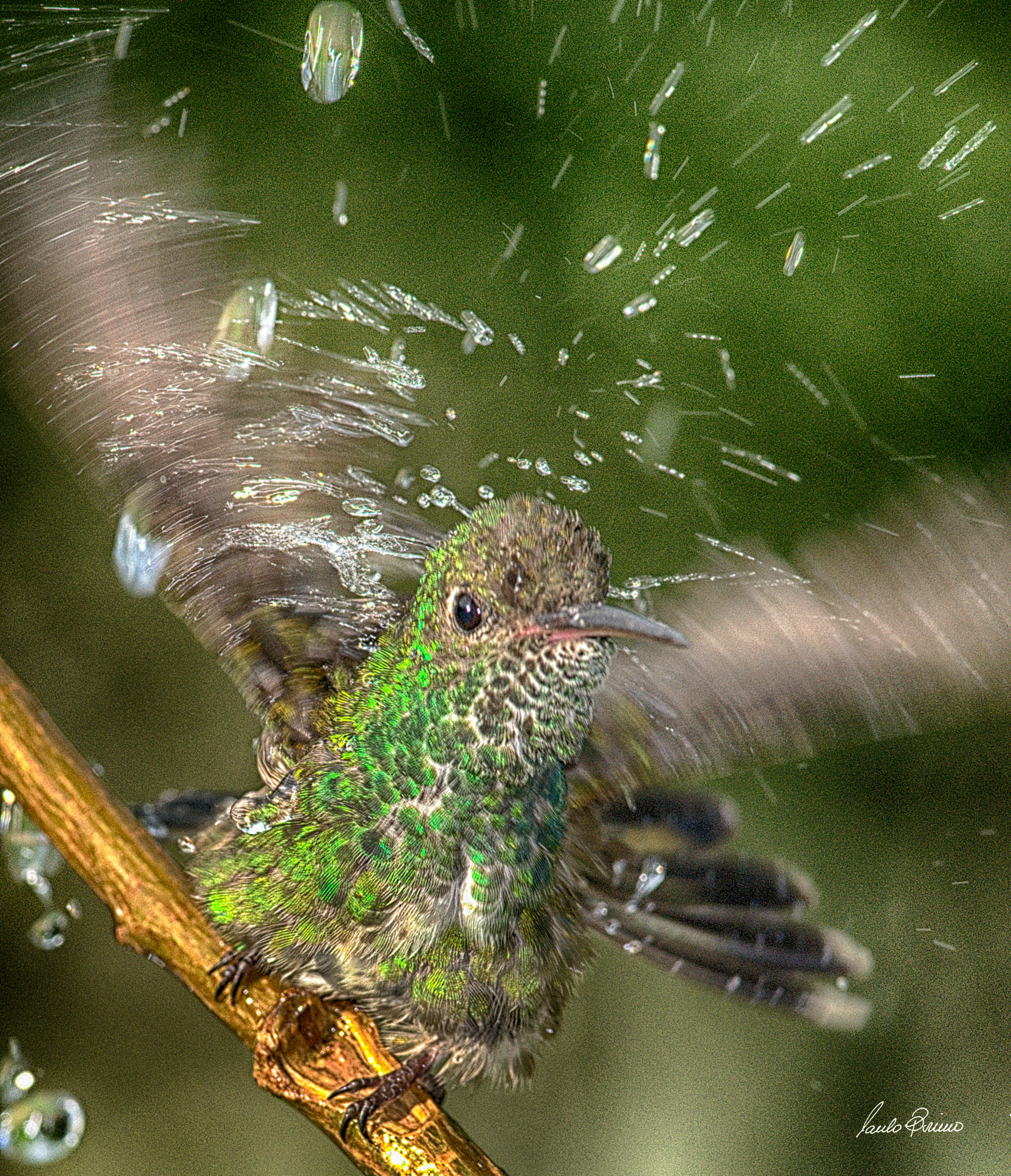 Nikon AF-S Nikkor 300mm F2.8G ED VR II sample photo. Hummingbird  shower photography