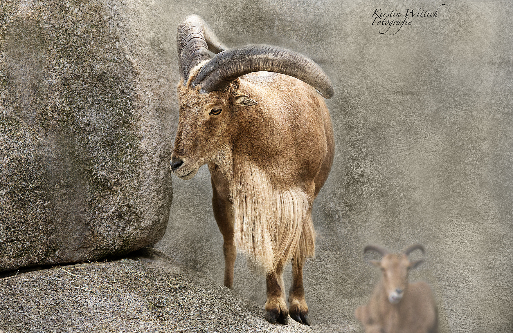 Sigma 70-200mm F2.8 EX DG OS HSM sample photo. Buck photography