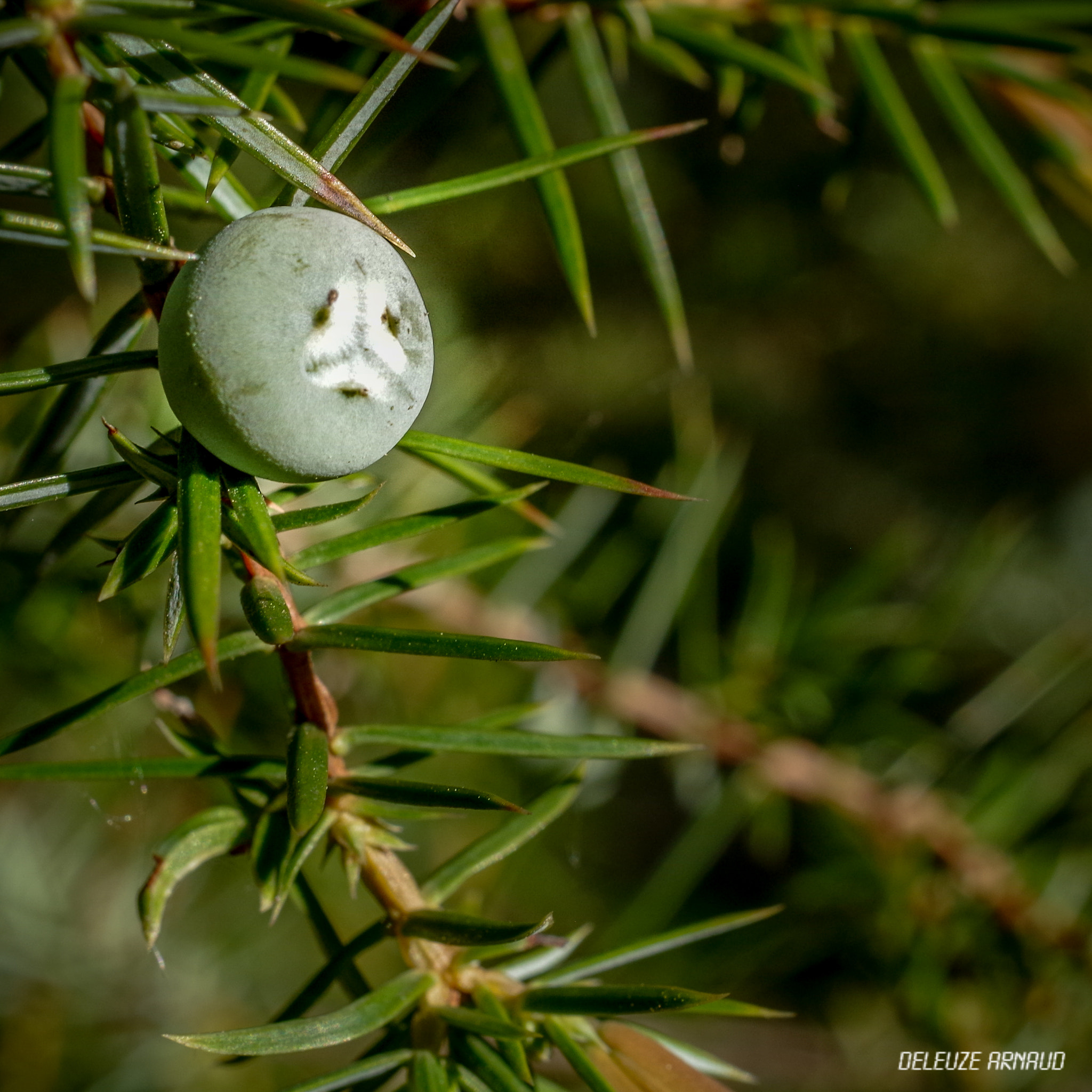 Pentax K-30 sample photo. In the forest photography