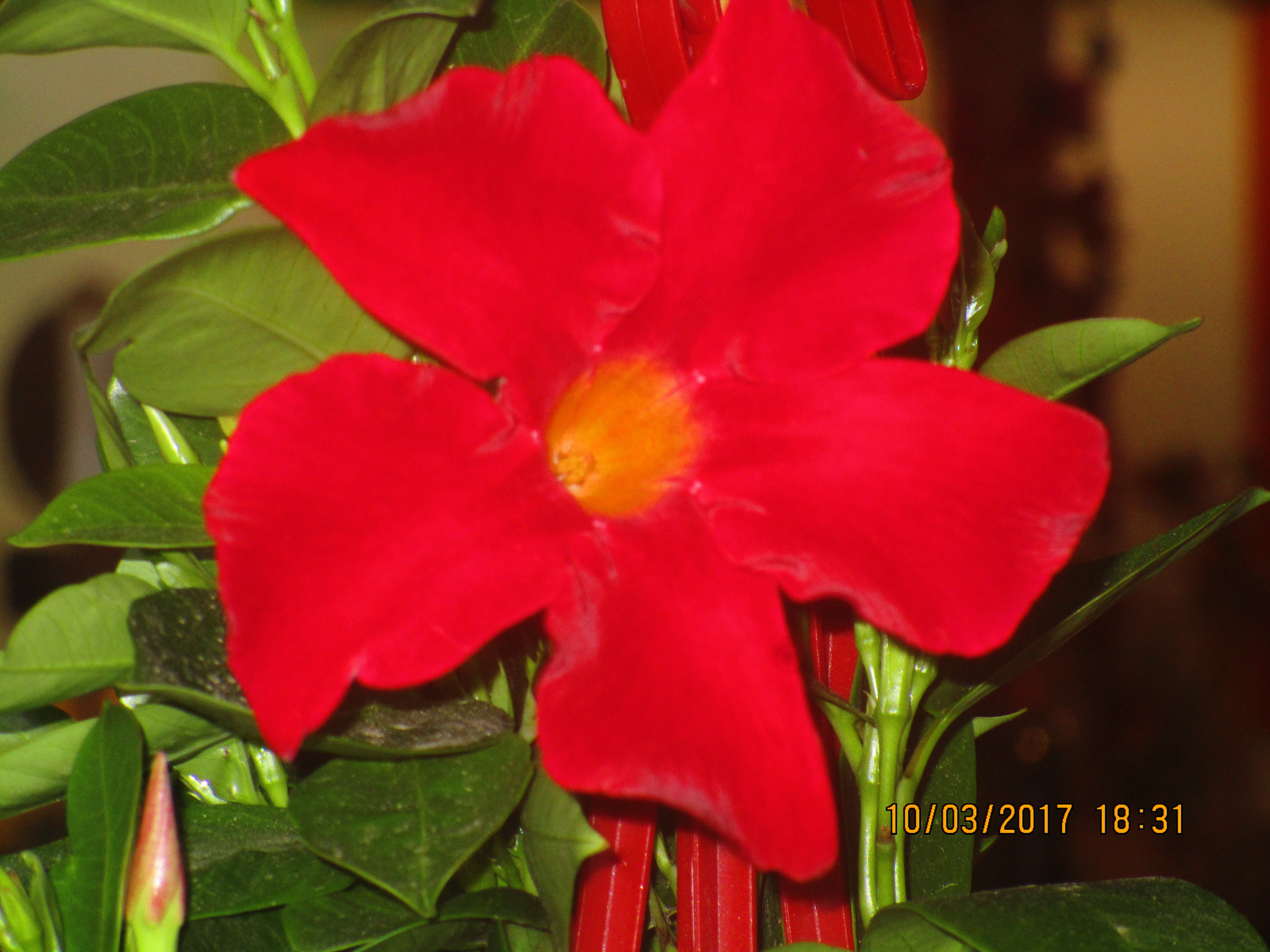 Canon PowerShot ELPH 150 IS (IXUS 155 / IXY 140) sample photo. Red flower photography