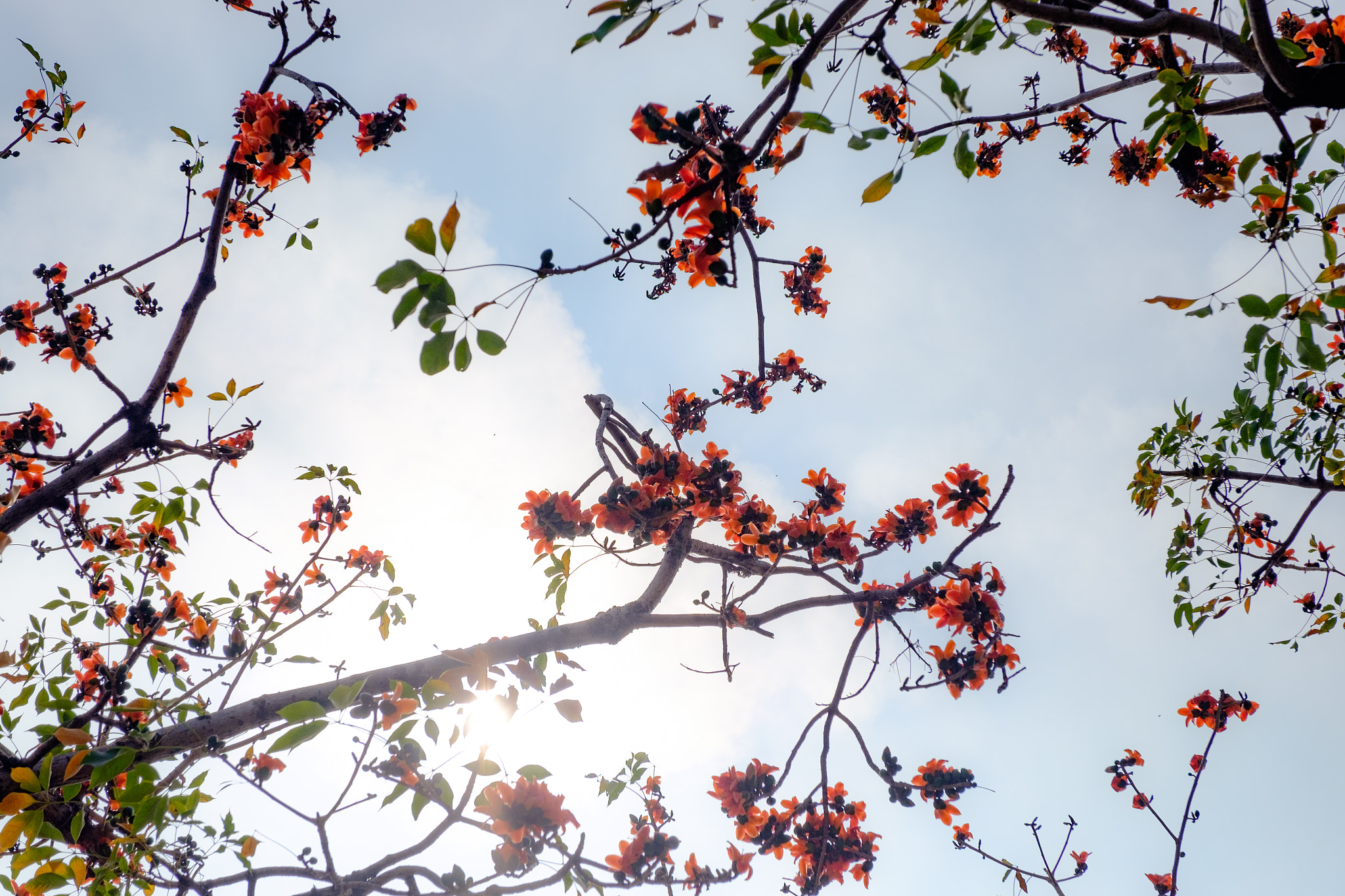 Fujifilm X-T10 + Fujifilm XF 16-55mm F2.8 R LM WR sample photo. 木棉花 photography