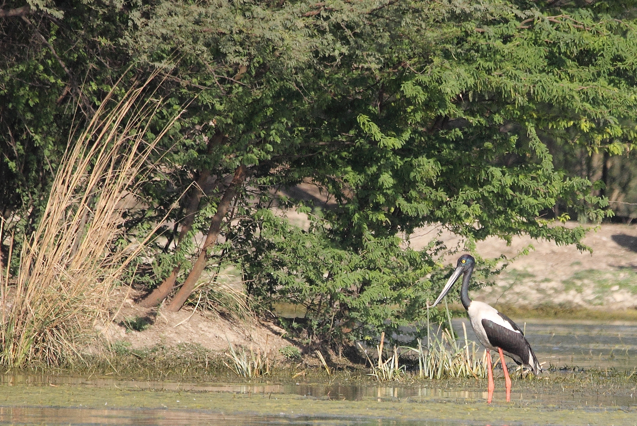Sigma 150-600mm F5-6.3 DG OS HSM | C sample photo. Waiting photography