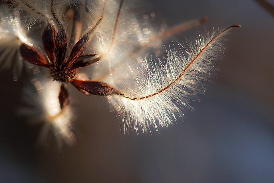 Sigma 105mm F2.8 EX DG OS HSM sample photo. Harmony photography