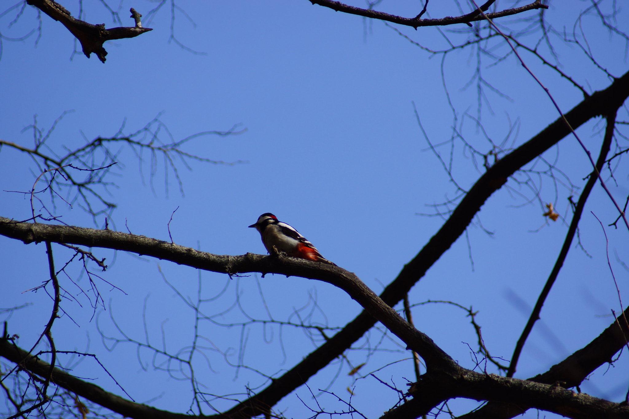 Sony SLT-A65 (SLT-A65V) + Minolta AF 70-210mm F4.5-5.6 [II] sample photo. Woodpecker  photography