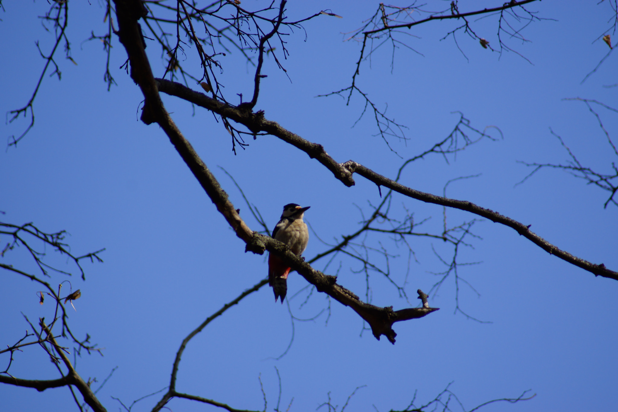 Minolta AF 70-210mm F4.5-5.6 [II] sample photo. Bird colection  photography