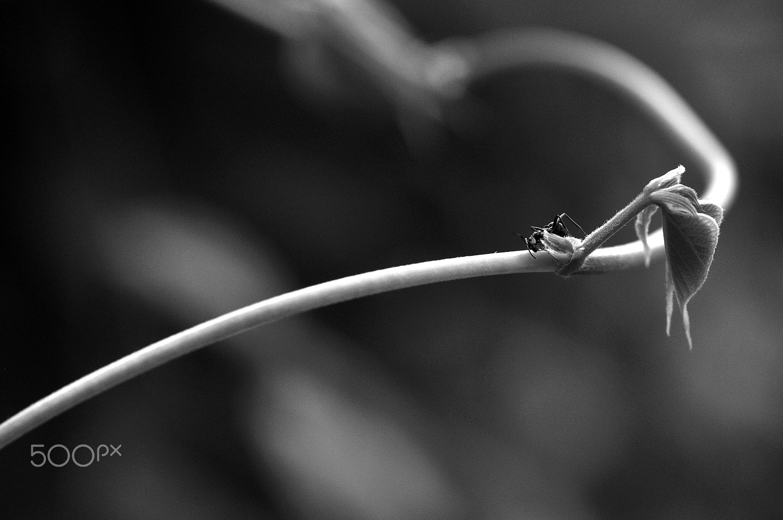 Nikon D90 sample photo. Foraging ants photography